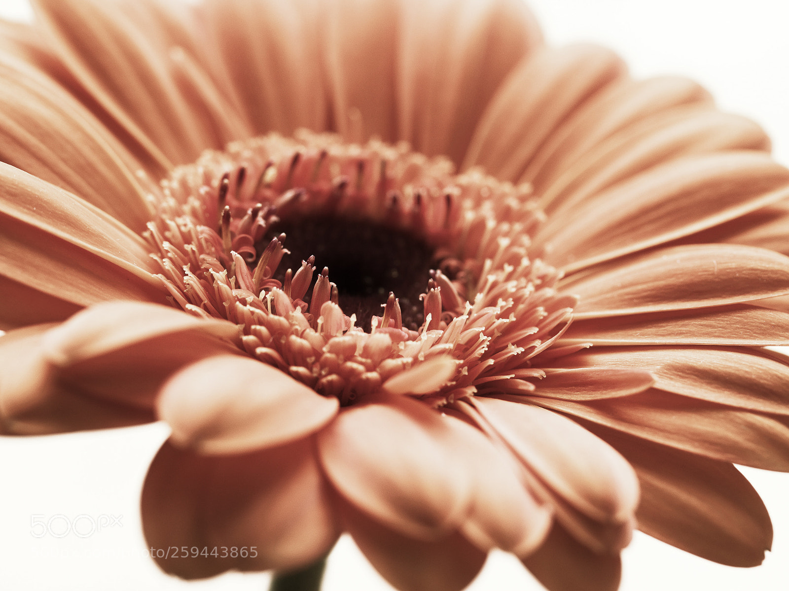 Canon EOS 600D (Rebel EOS T3i / EOS Kiss X5) sample photo. Gerbera photography