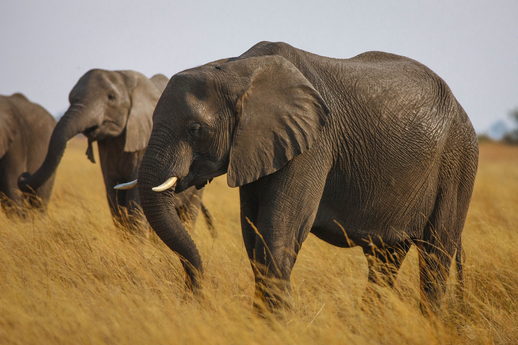 Canon EOS-1Ds Mark III sample photo. Elephants photography