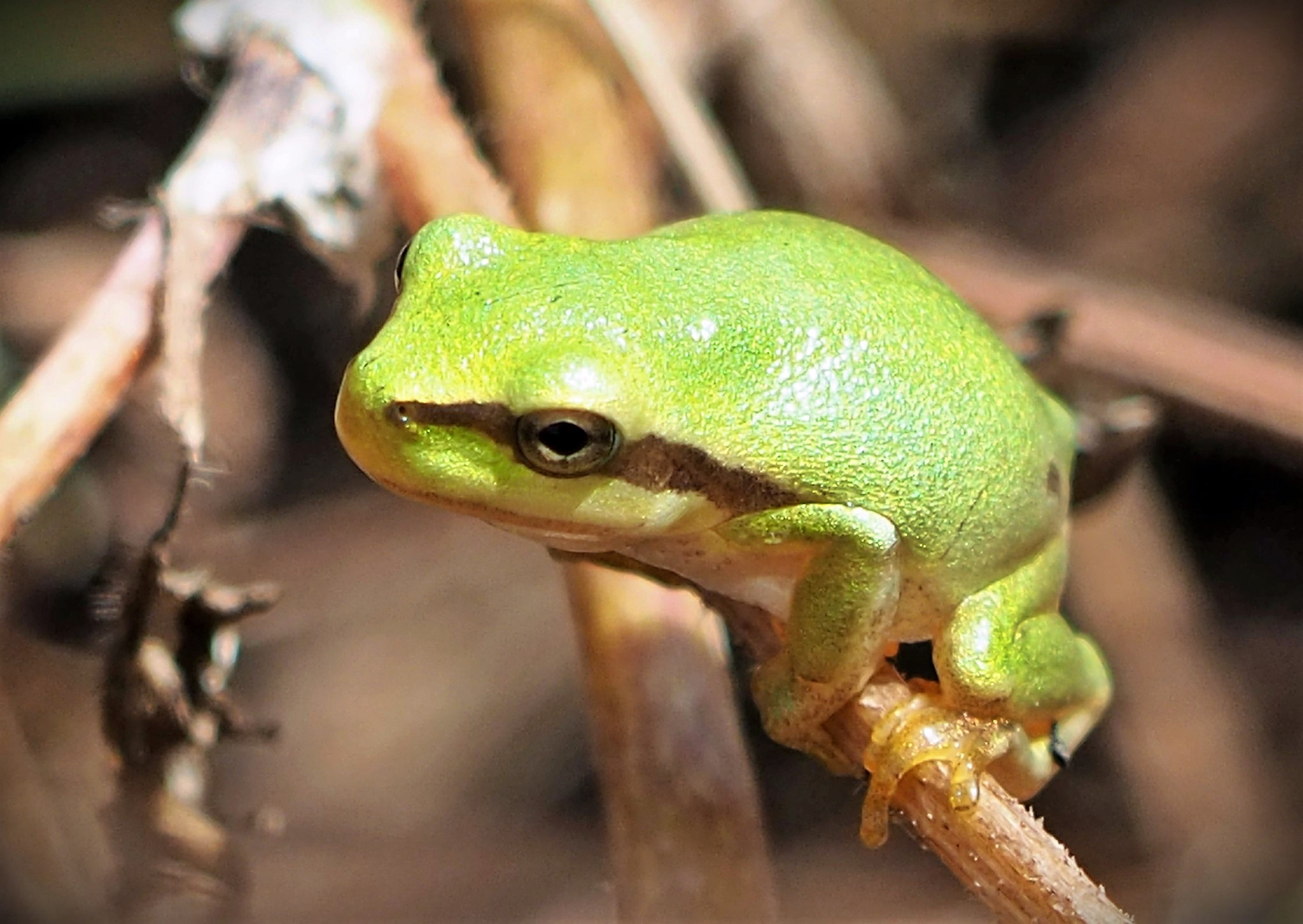 Olympus OM-D E-M10 III sample photo. 1 cm tall, but mighty climber photography