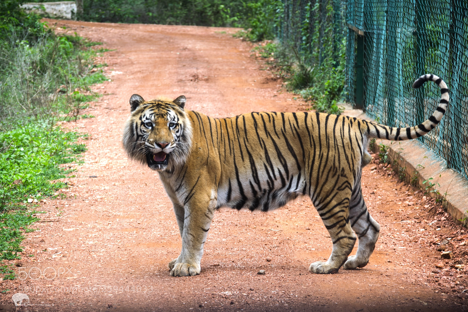 Nikon D5300 sample photo. Tiger photography
