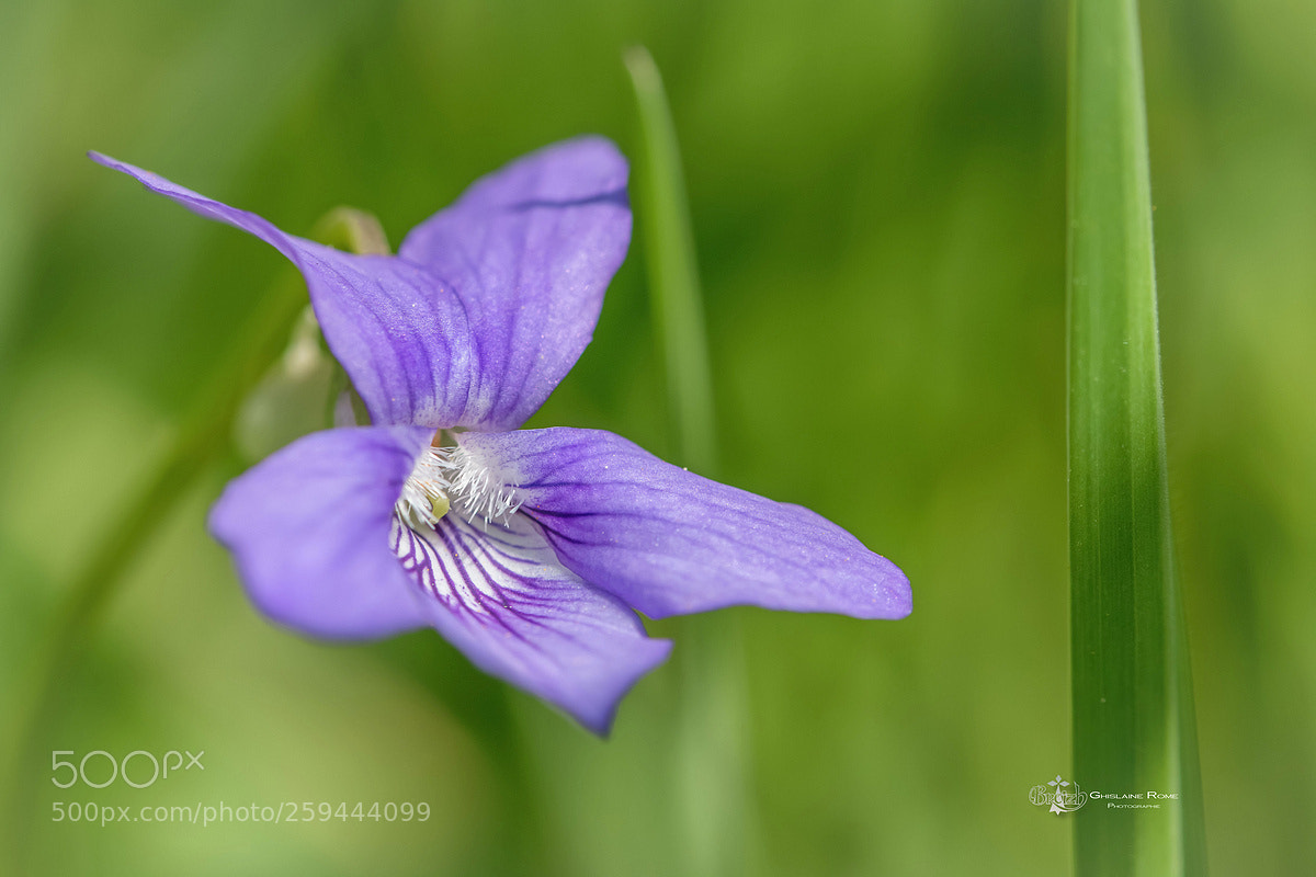 Canon EOS 70D sample photo. Violette photography