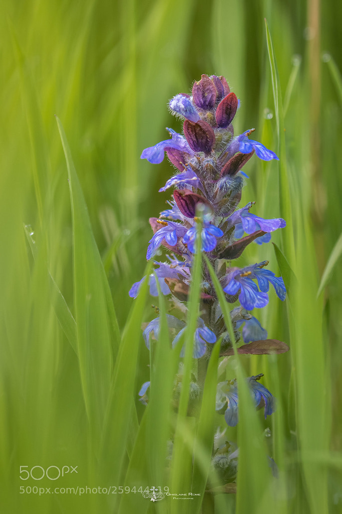 Canon EOS 70D sample photo. Fleur bleu photography