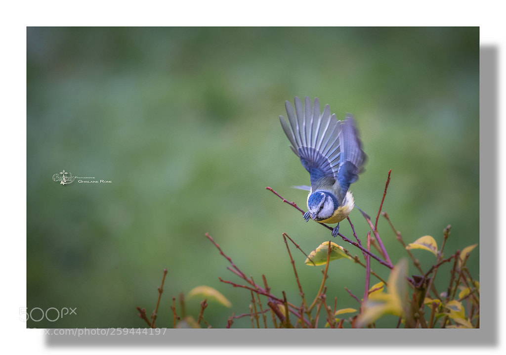 Canon EOS 70D sample photo. Mesange bleue photography