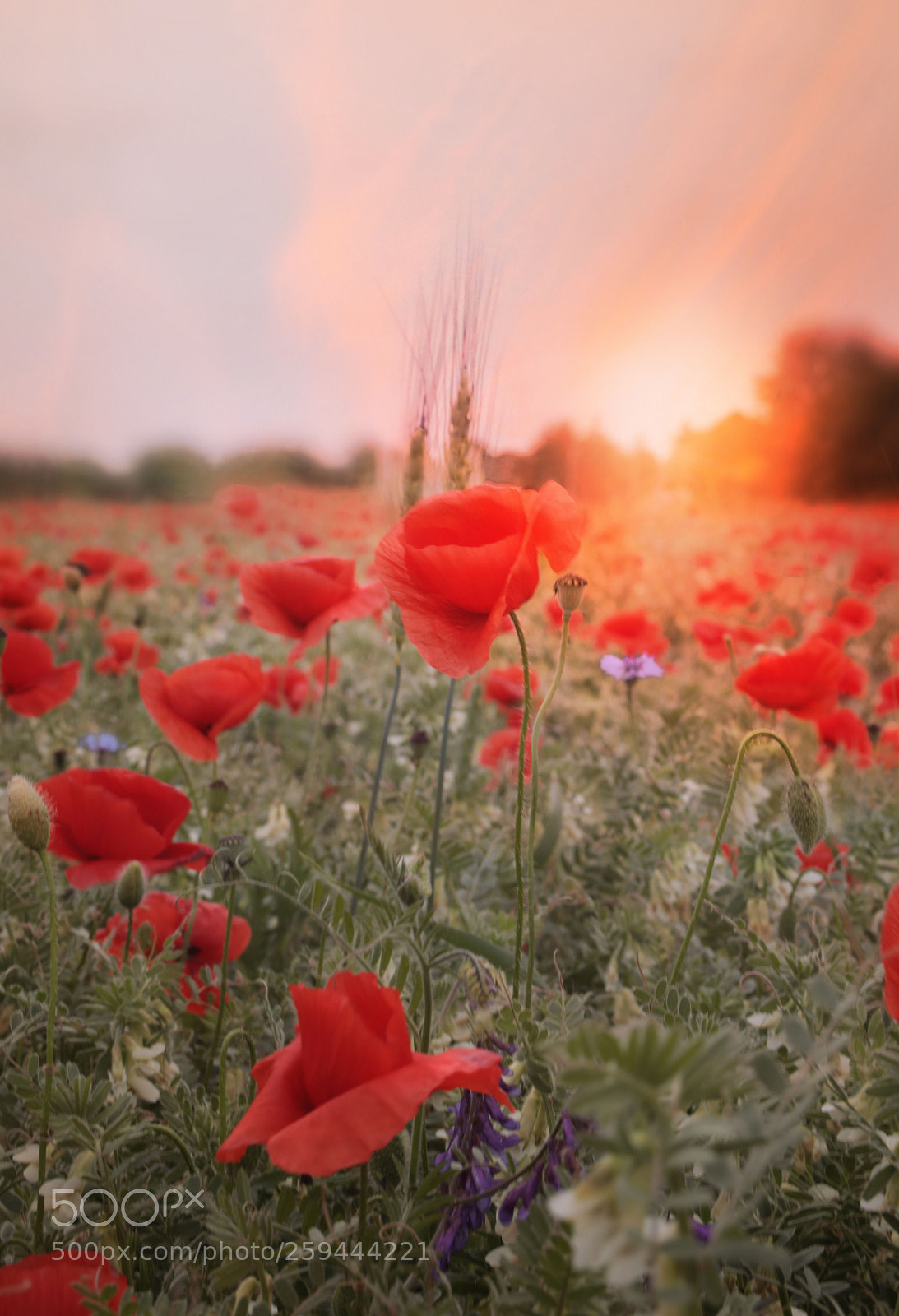 Canon EOS 5D Mark IV sample photo. Glowing poppies photography