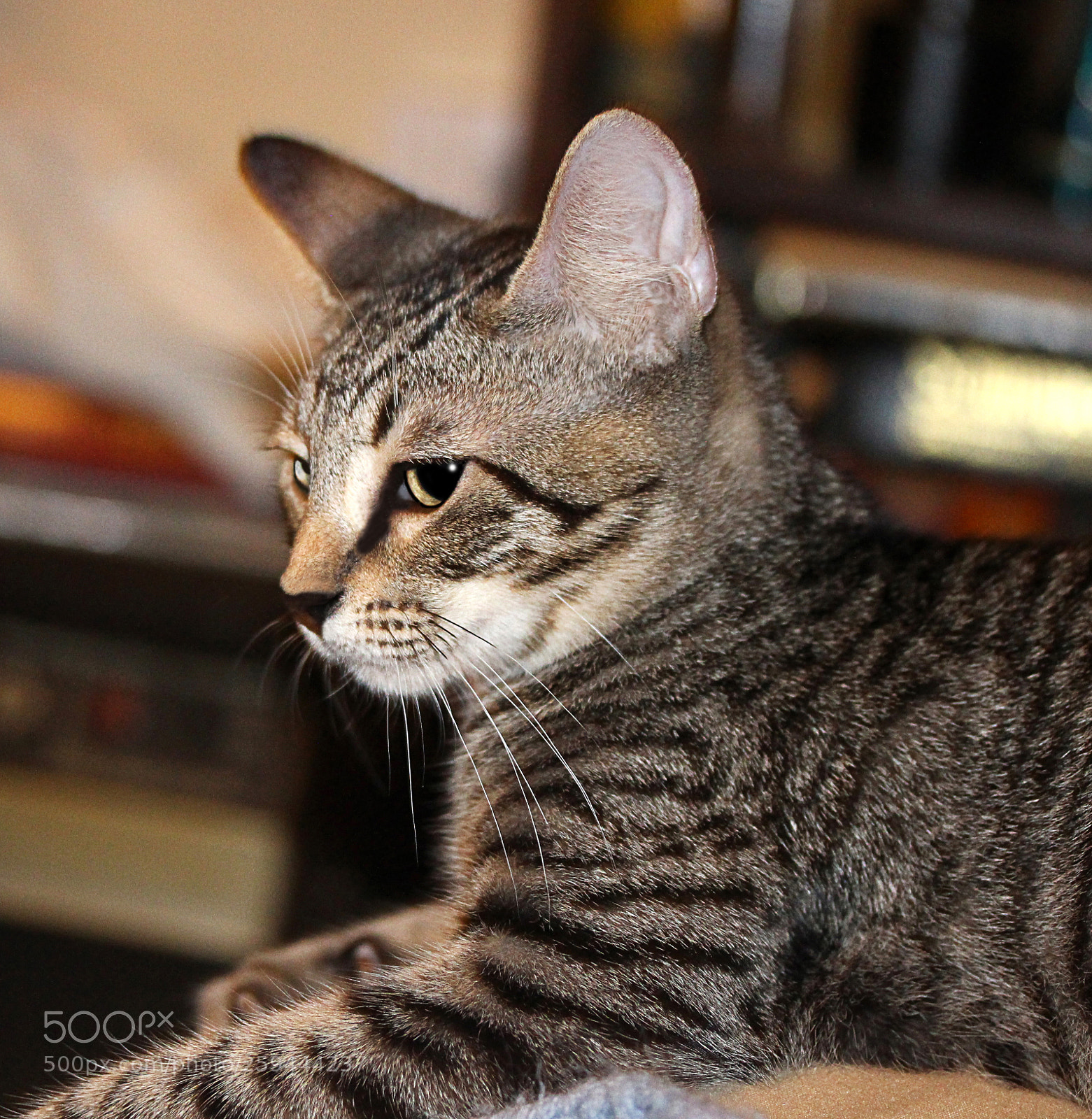 Canon EOS 650D (EOS Rebel T4i / EOS Kiss X6i) sample photo. Tigger 20 photography