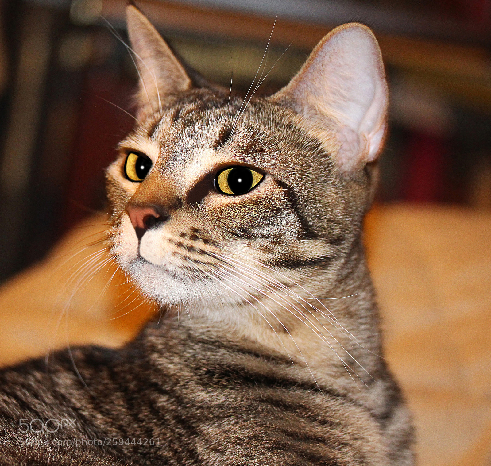 Canon EOS 650D (EOS Rebel T4i / EOS Kiss X6i) sample photo. Tigger 21 photography