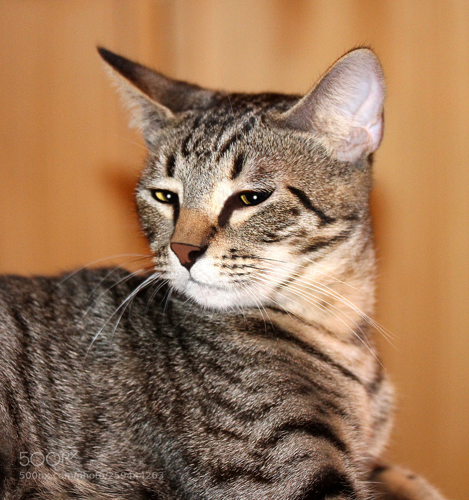 Canon EOS 650D (EOS Rebel T4i / EOS Kiss X6i) sample photo. Tigger 22 photography