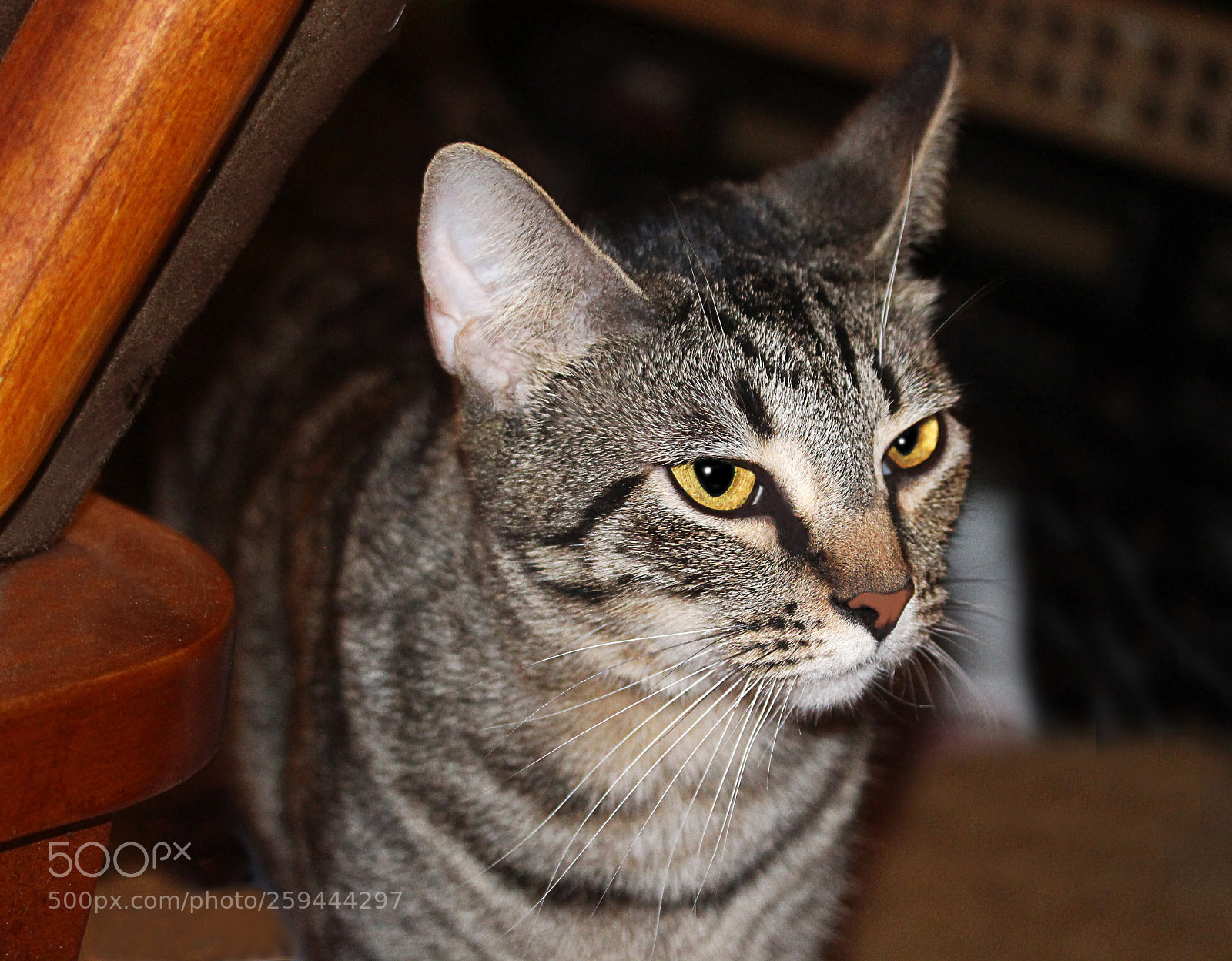 Canon EOS 650D (EOS Rebel T4i / EOS Kiss X6i) sample photo. Tigger 25 photography
