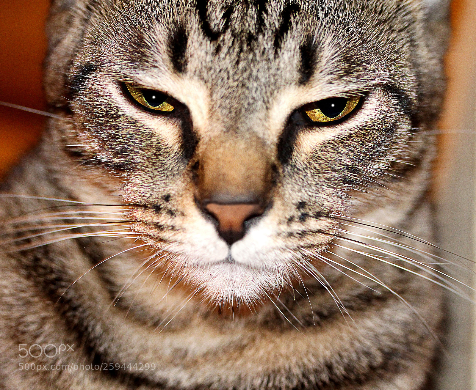 Canon EOS 650D (EOS Rebel T4i / EOS Kiss X6i) sample photo. Tigger 23 photography