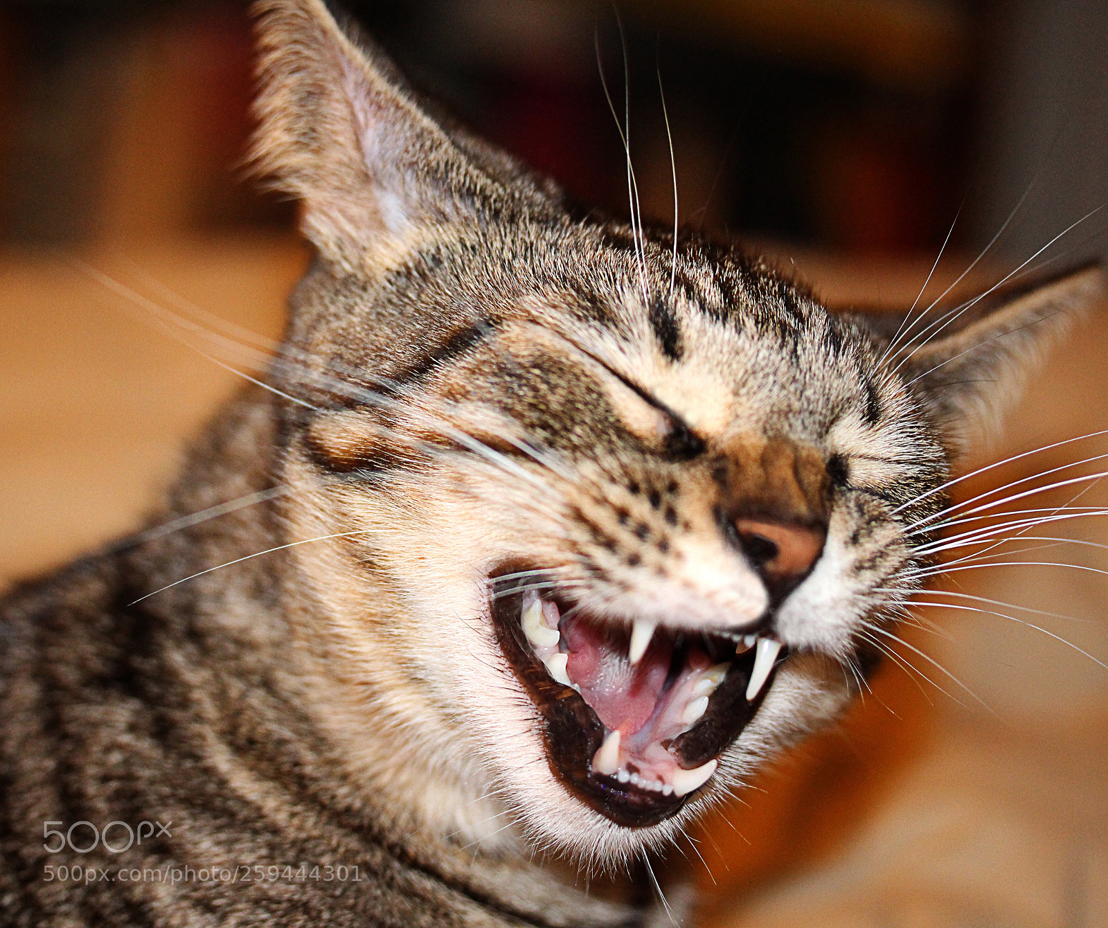 Canon EOS 650D (EOS Rebel T4i / EOS Kiss X6i) sample photo. Tigger 24 photography
