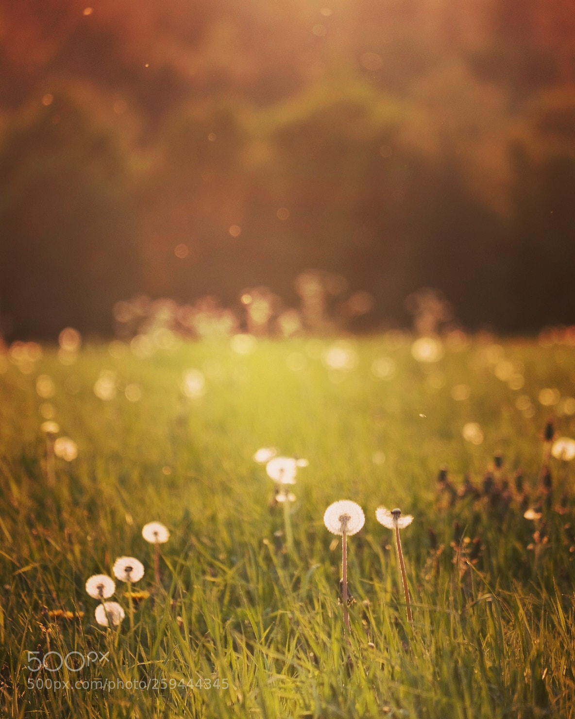 Fujifilm X-T20 sample photo. Dandelion photography