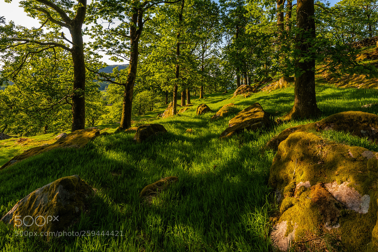 Nikon D750 sample photo. The oak forest at photography