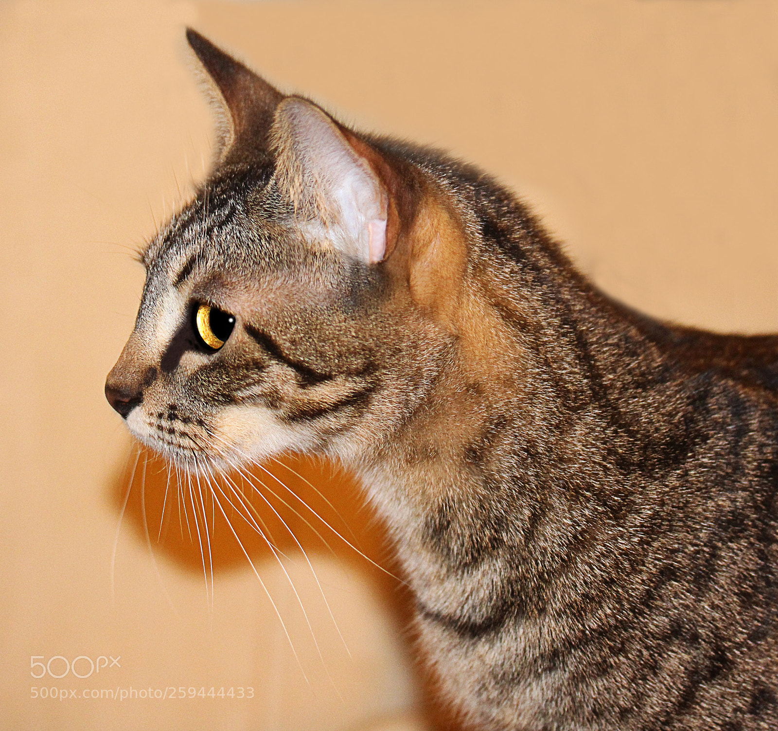 Canon EOS 650D (EOS Rebel T4i / EOS Kiss X6i) sample photo. Tigger 26 photography