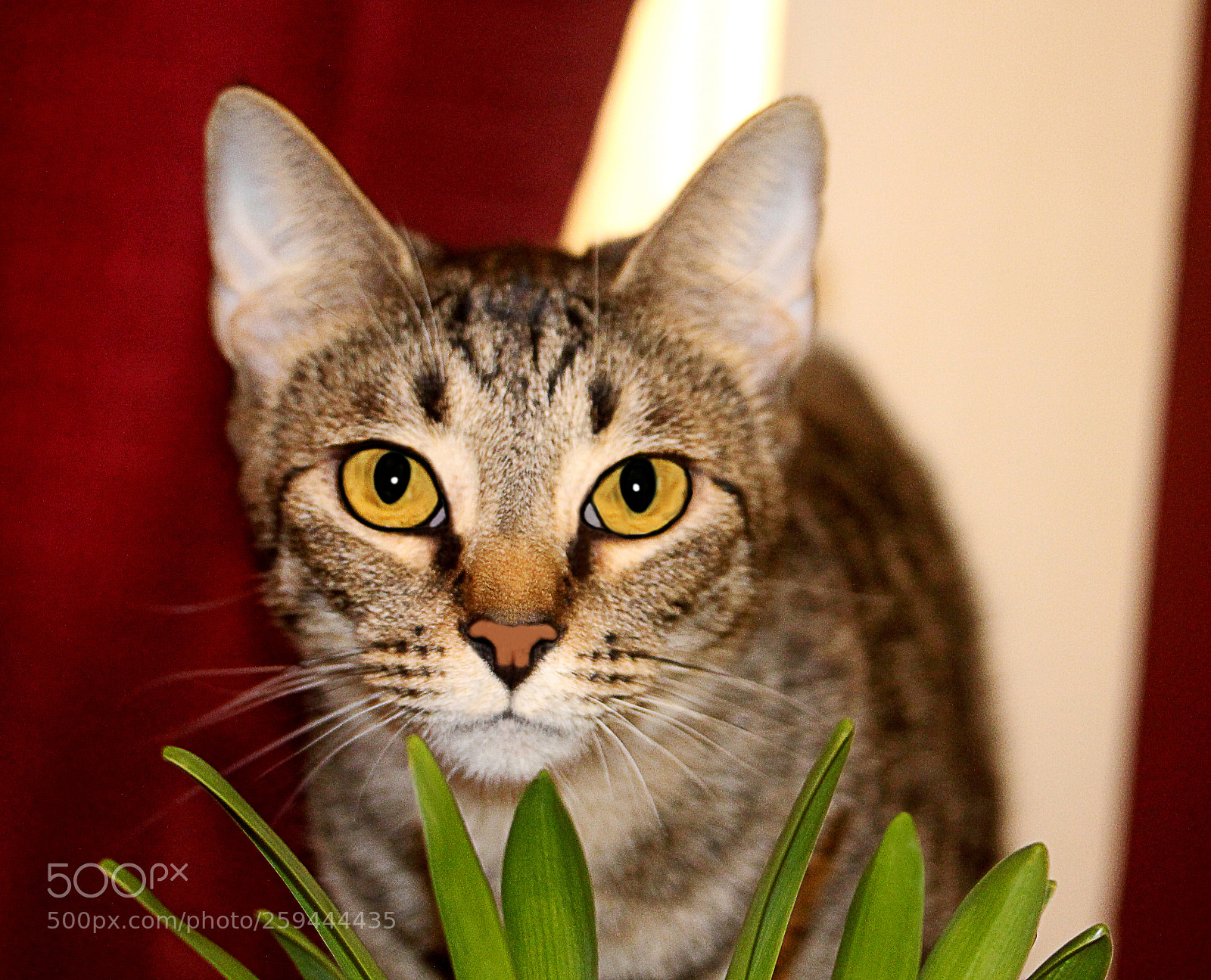 Canon EOS 650D (EOS Rebel T4i / EOS Kiss X6i) sample photo. Tigger 27 photography