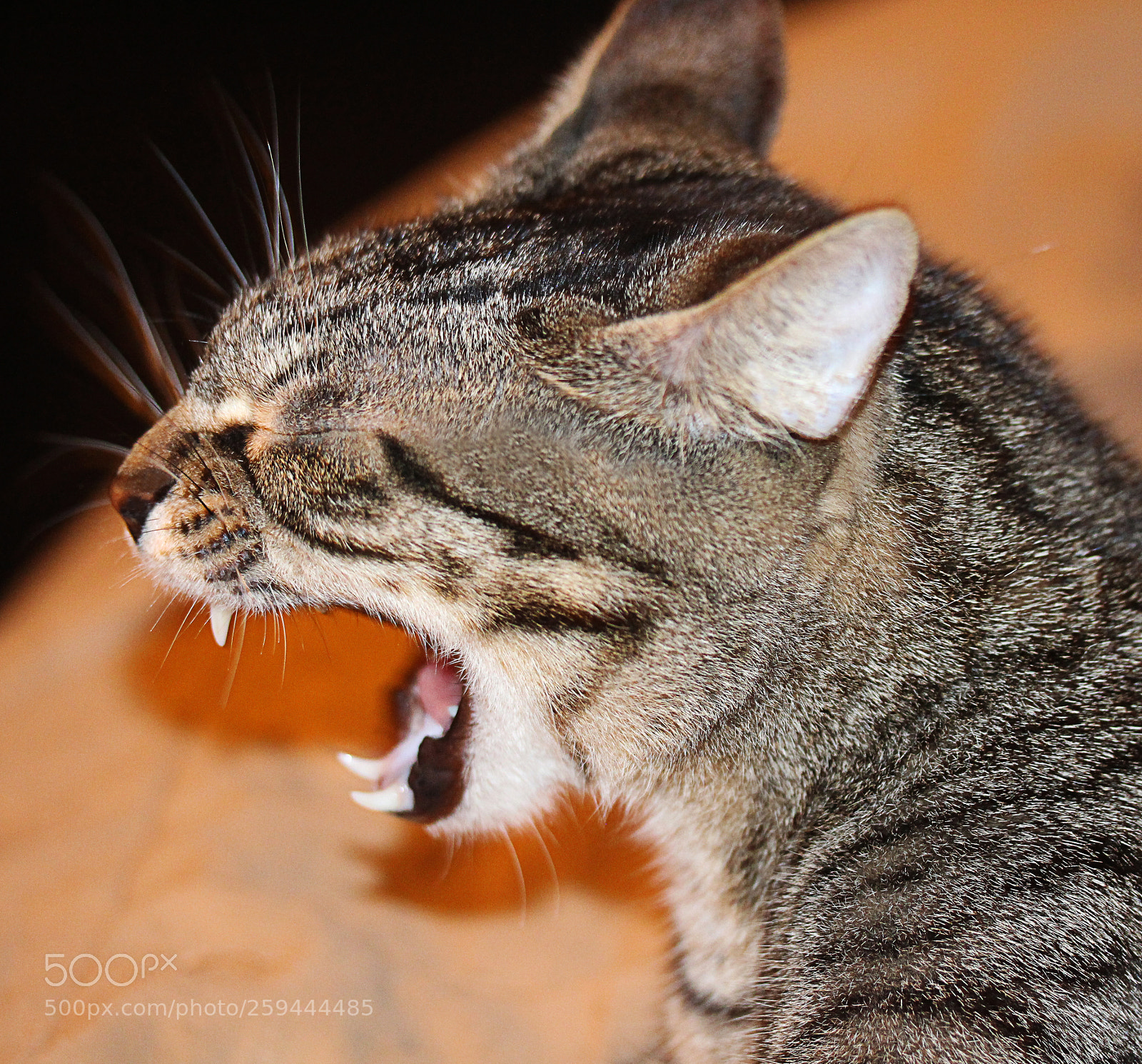 Canon EOS 650D (EOS Rebel T4i / EOS Kiss X6i) sample photo. Tigger 28 photography