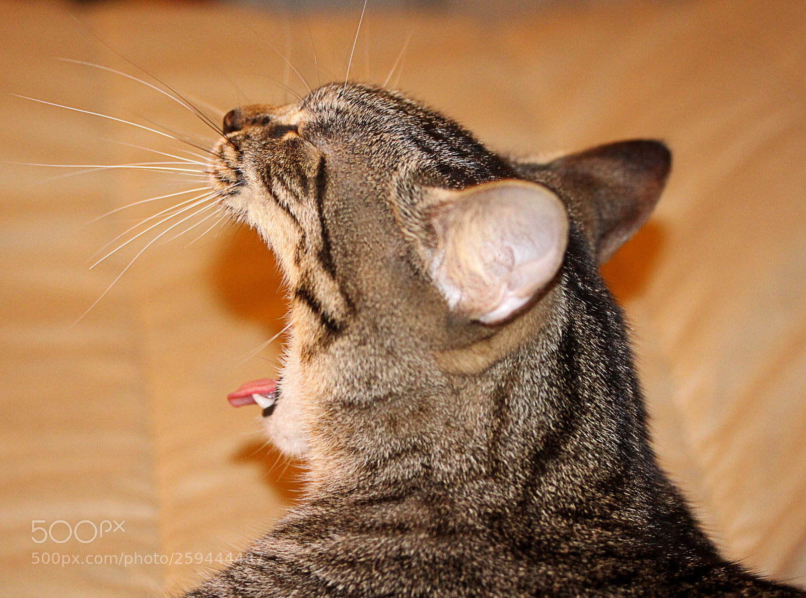 Canon EOS 650D (EOS Rebel T4i / EOS Kiss X6i) sample photo. Tigger 29 photography