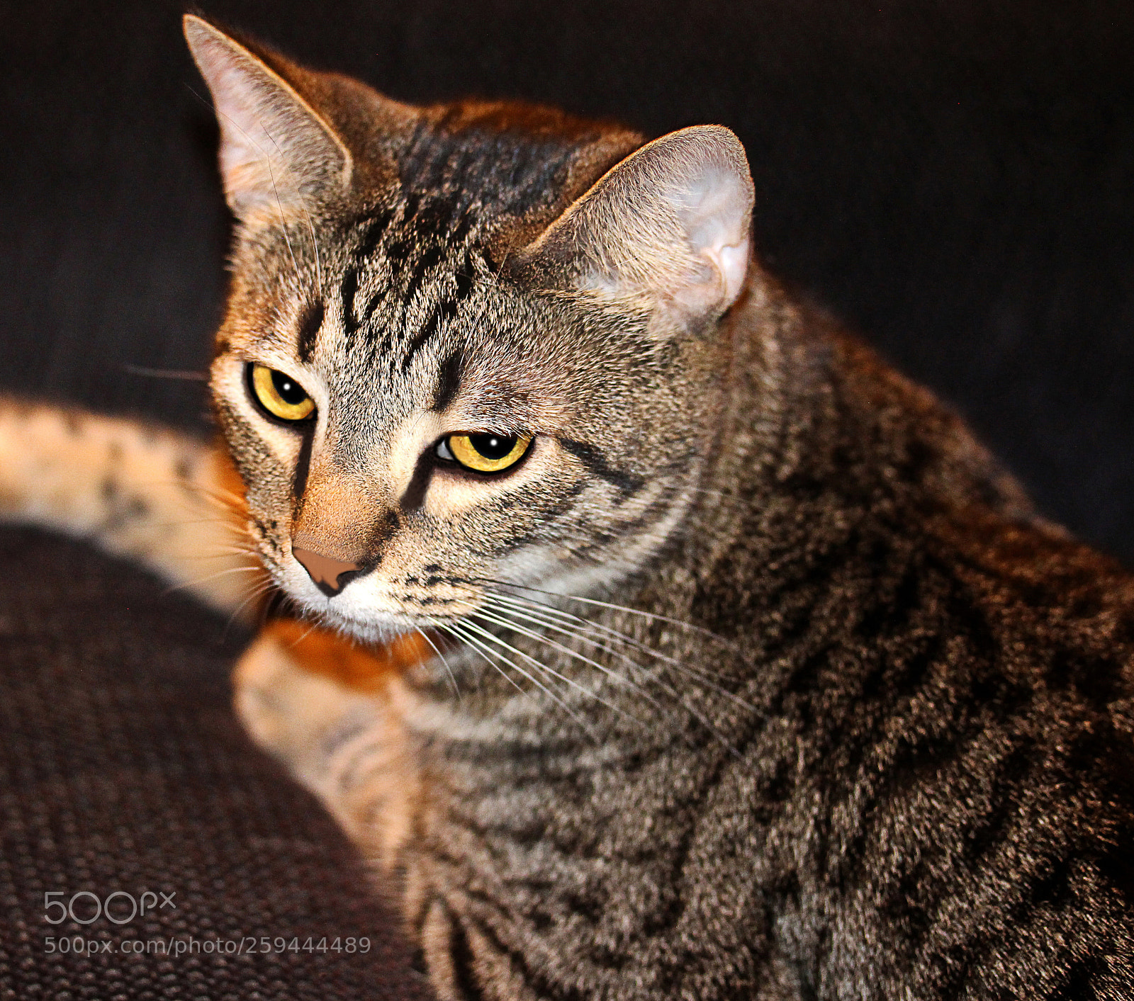 Canon EOS 650D (EOS Rebel T4i / EOS Kiss X6i) sample photo. Tigger 30 photography