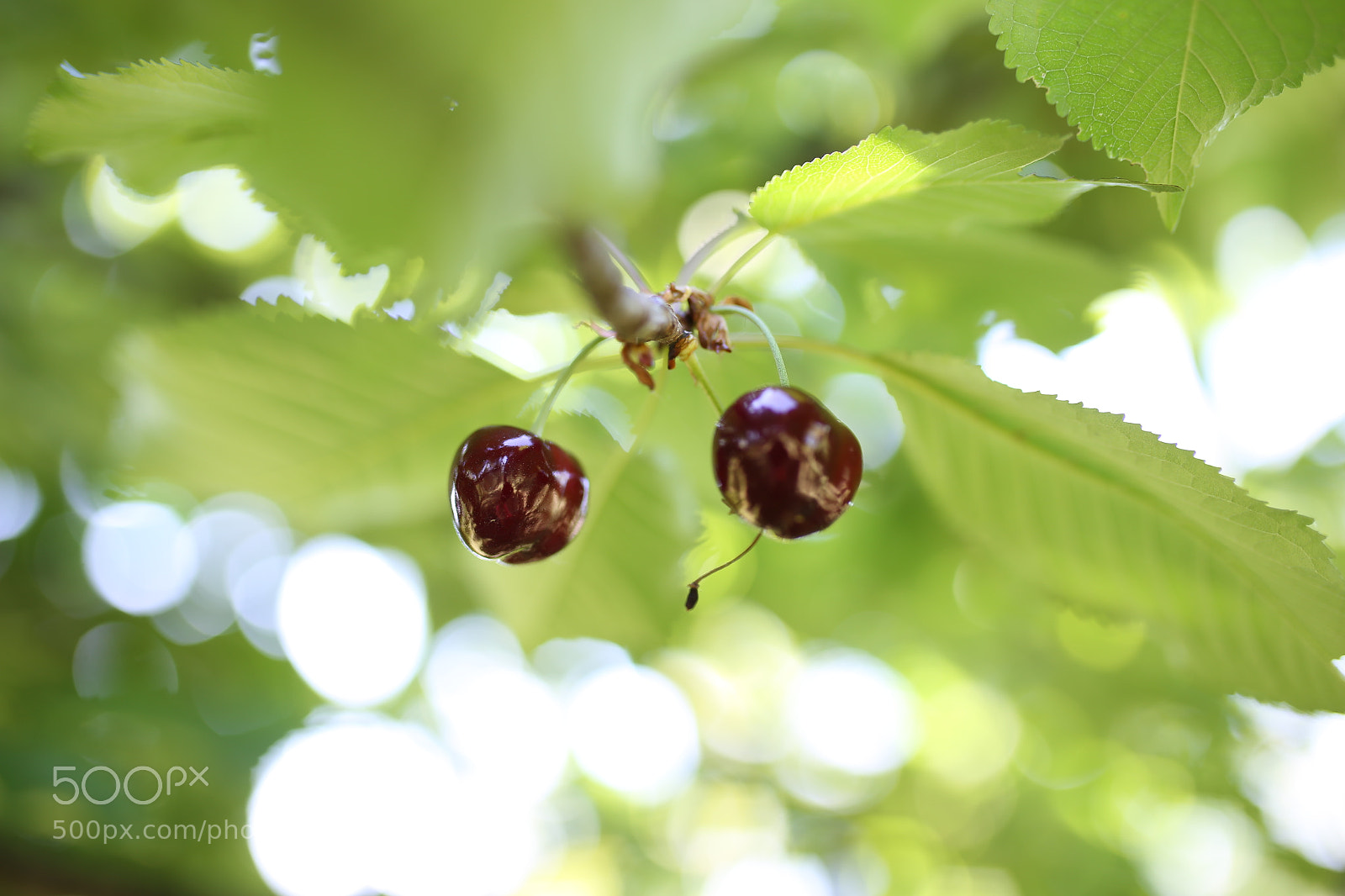 Sigma 35mm F1.4 DG HSM Art sample photo. Cherry photography