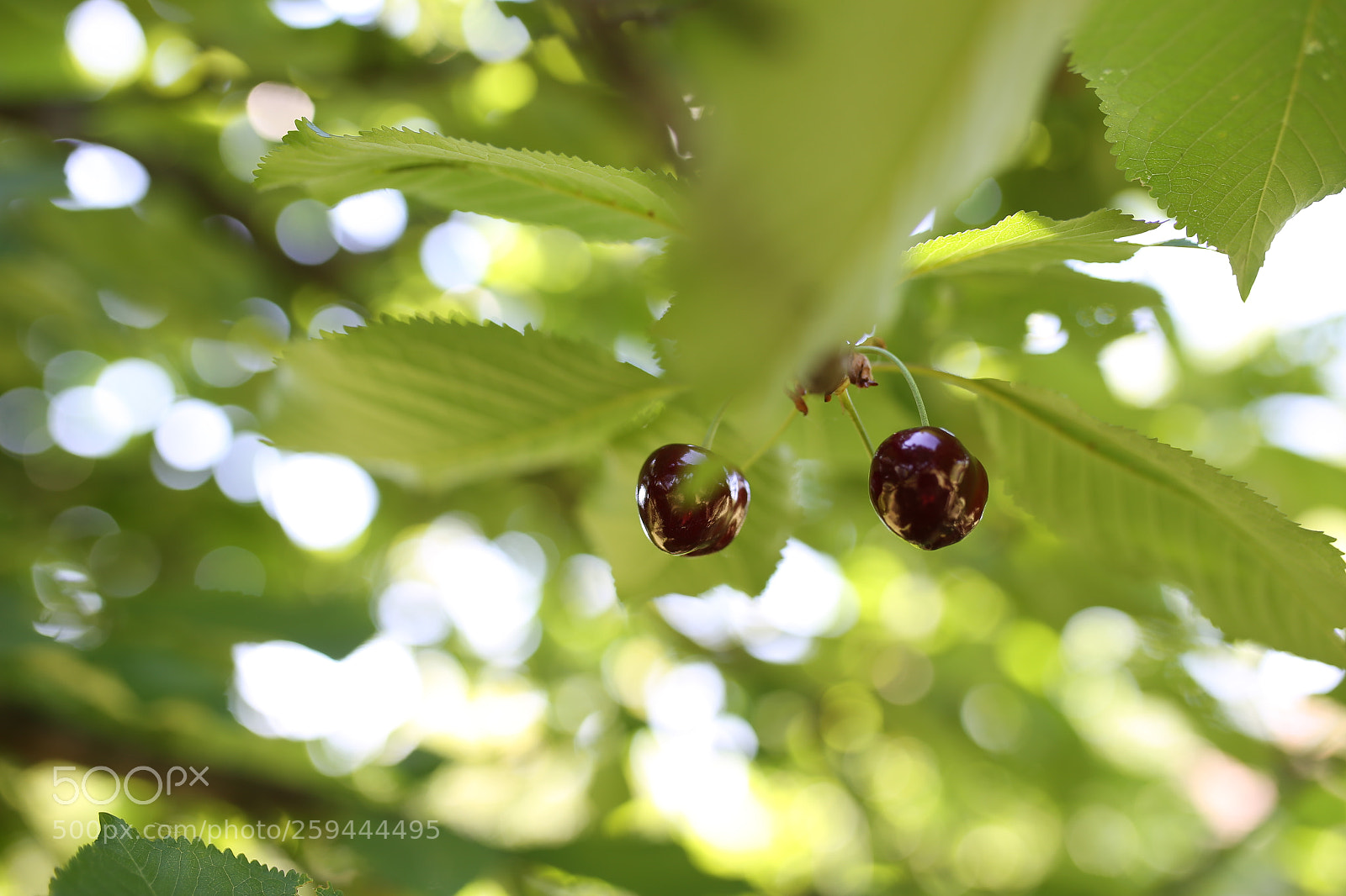 Sigma 35mm F1.4 DG HSM Art sample photo. Cherry photography