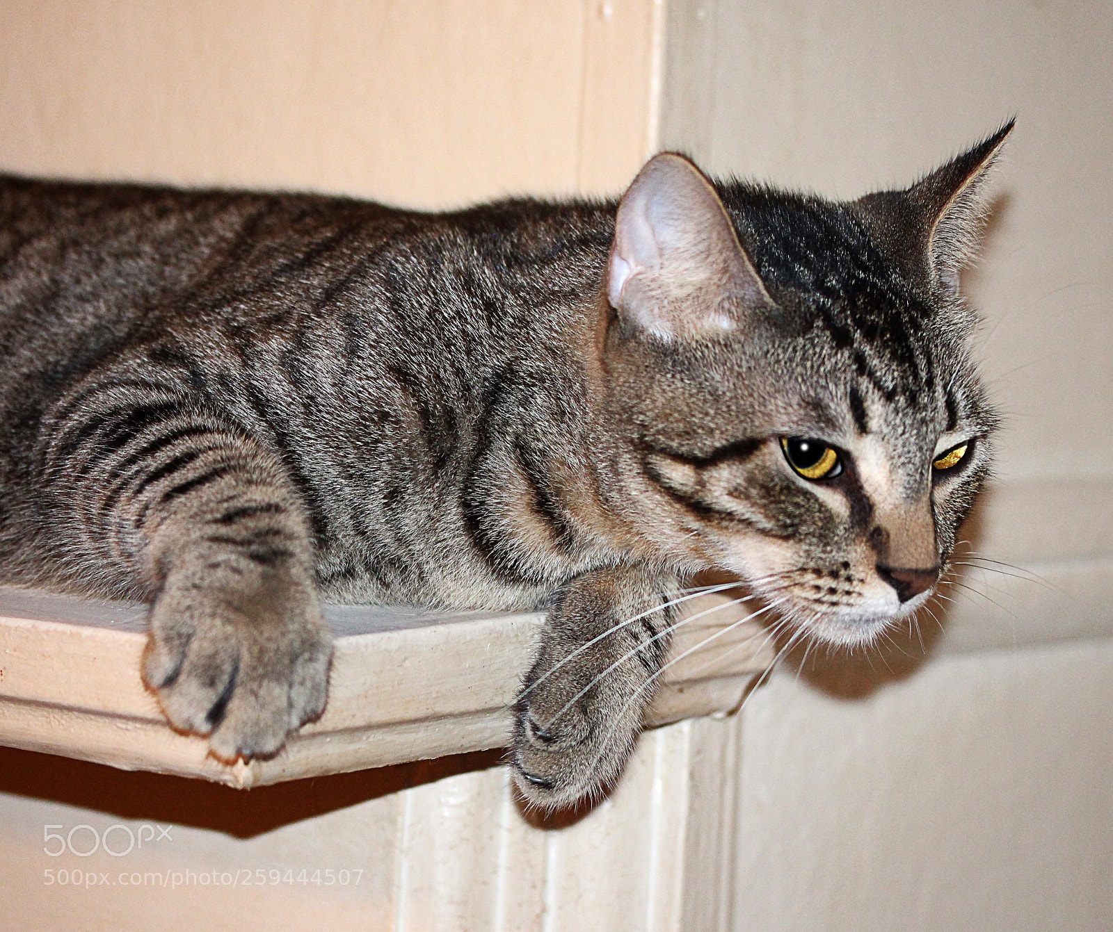 Canon EOS 650D (EOS Rebel T4i / EOS Kiss X6i) sample photo. Tigger 31 photography