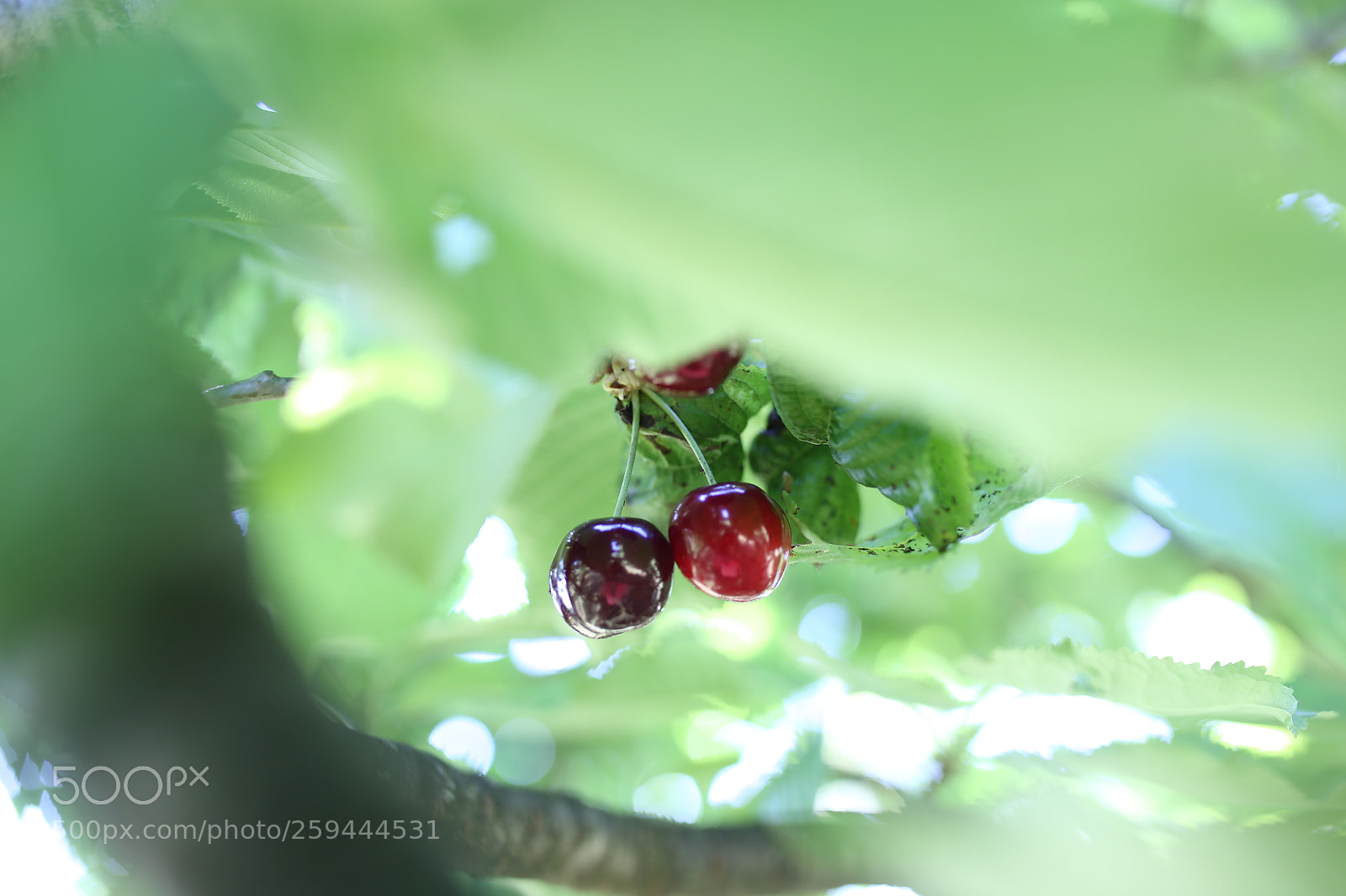 Sigma 35mm F1.4 DG HSM Art sample photo. Cherry photography