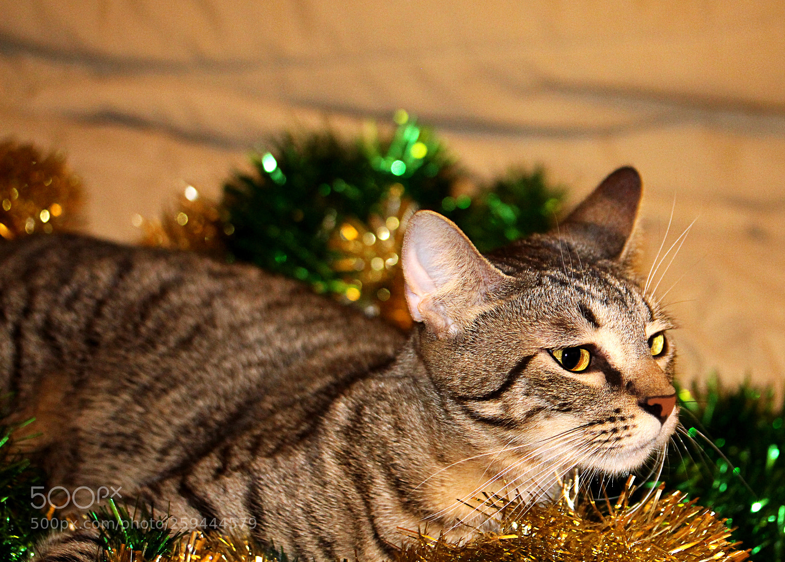 Canon EOS 650D (EOS Rebel T4i / EOS Kiss X6i) sample photo. Tigger 32 photography
