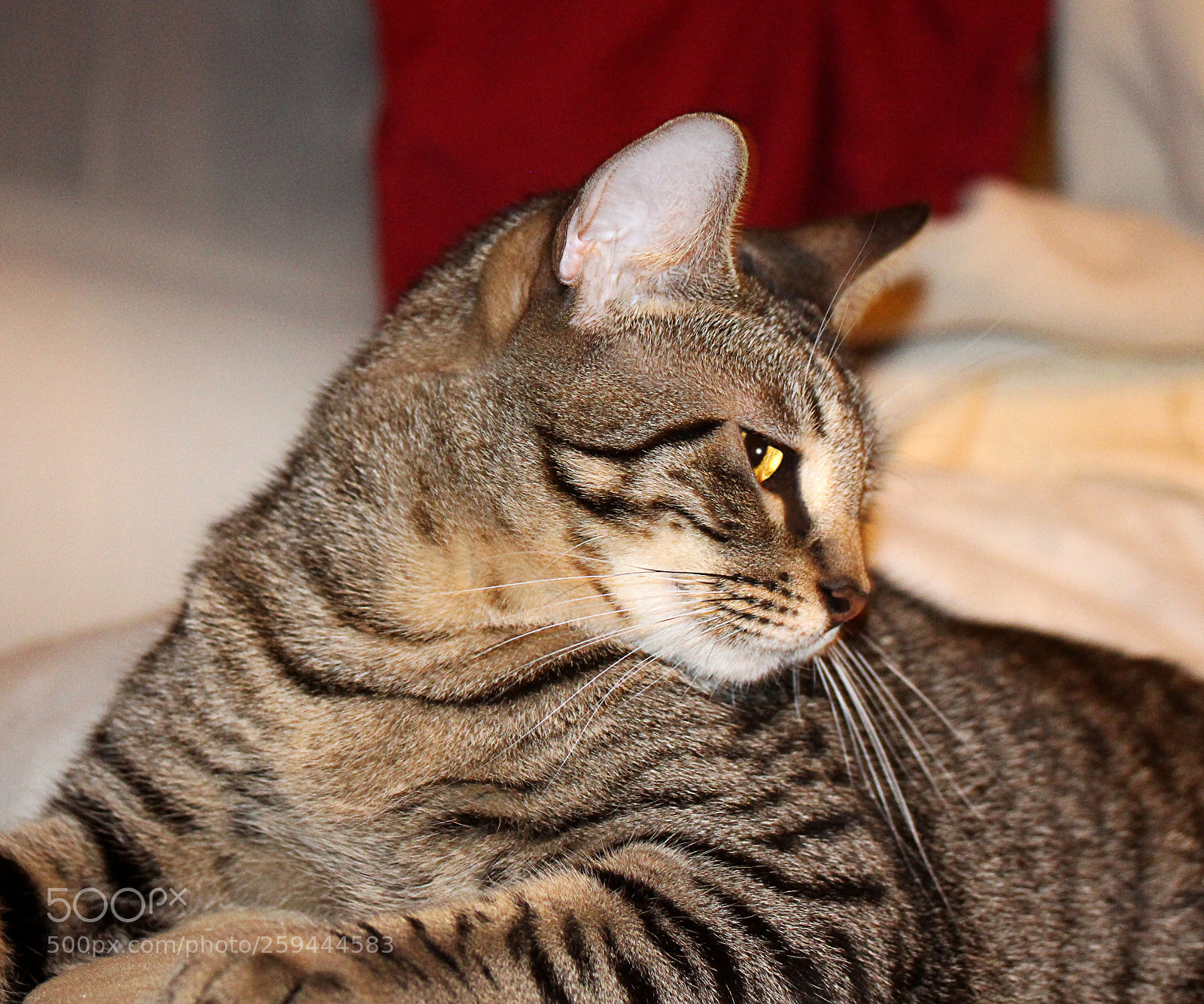Canon EOS 650D (EOS Rebel T4i / EOS Kiss X6i) sample photo. Tigger 33 photography