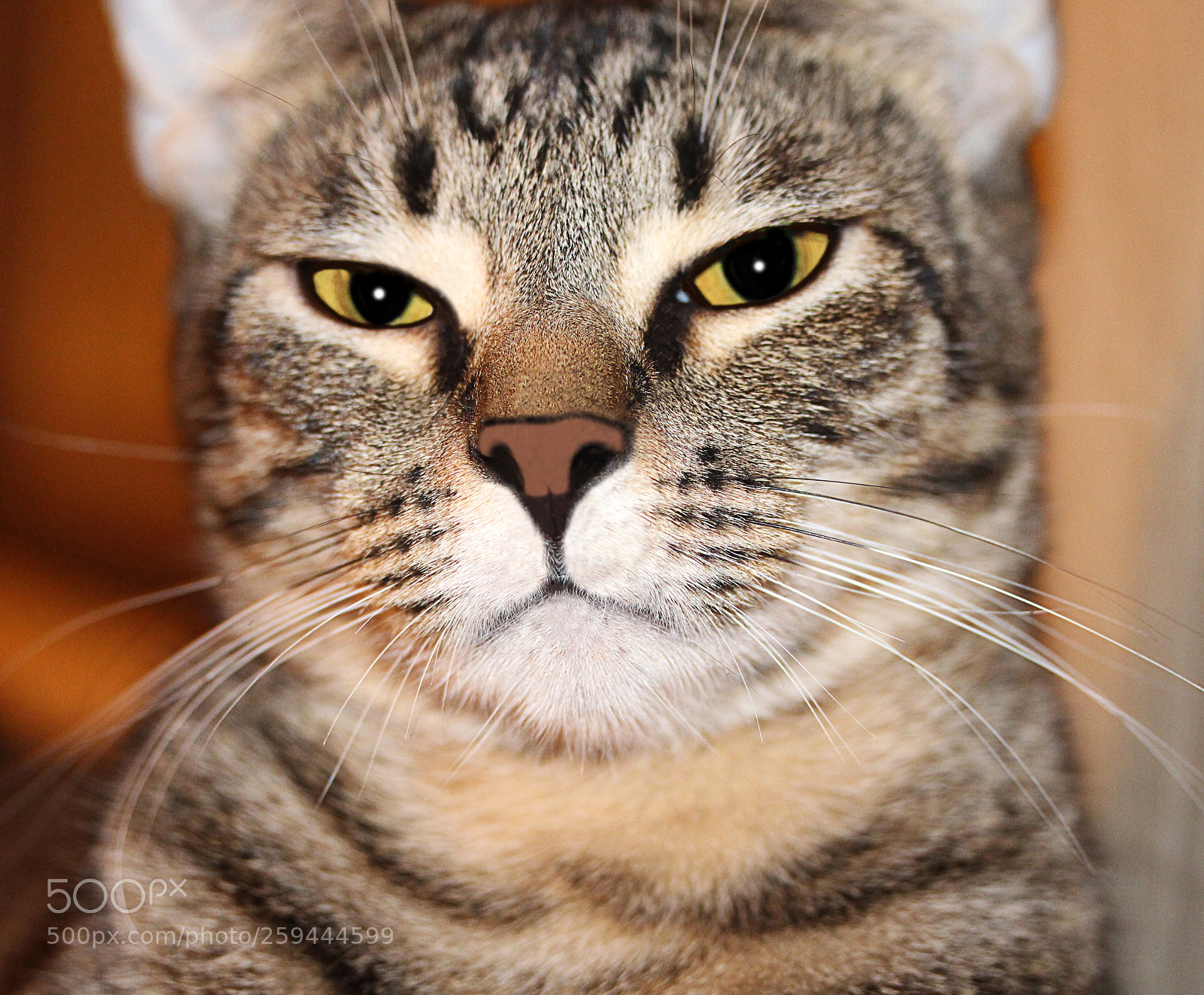 Canon EOS 650D (EOS Rebel T4i / EOS Kiss X6i) sample photo. Tigger 34 photography