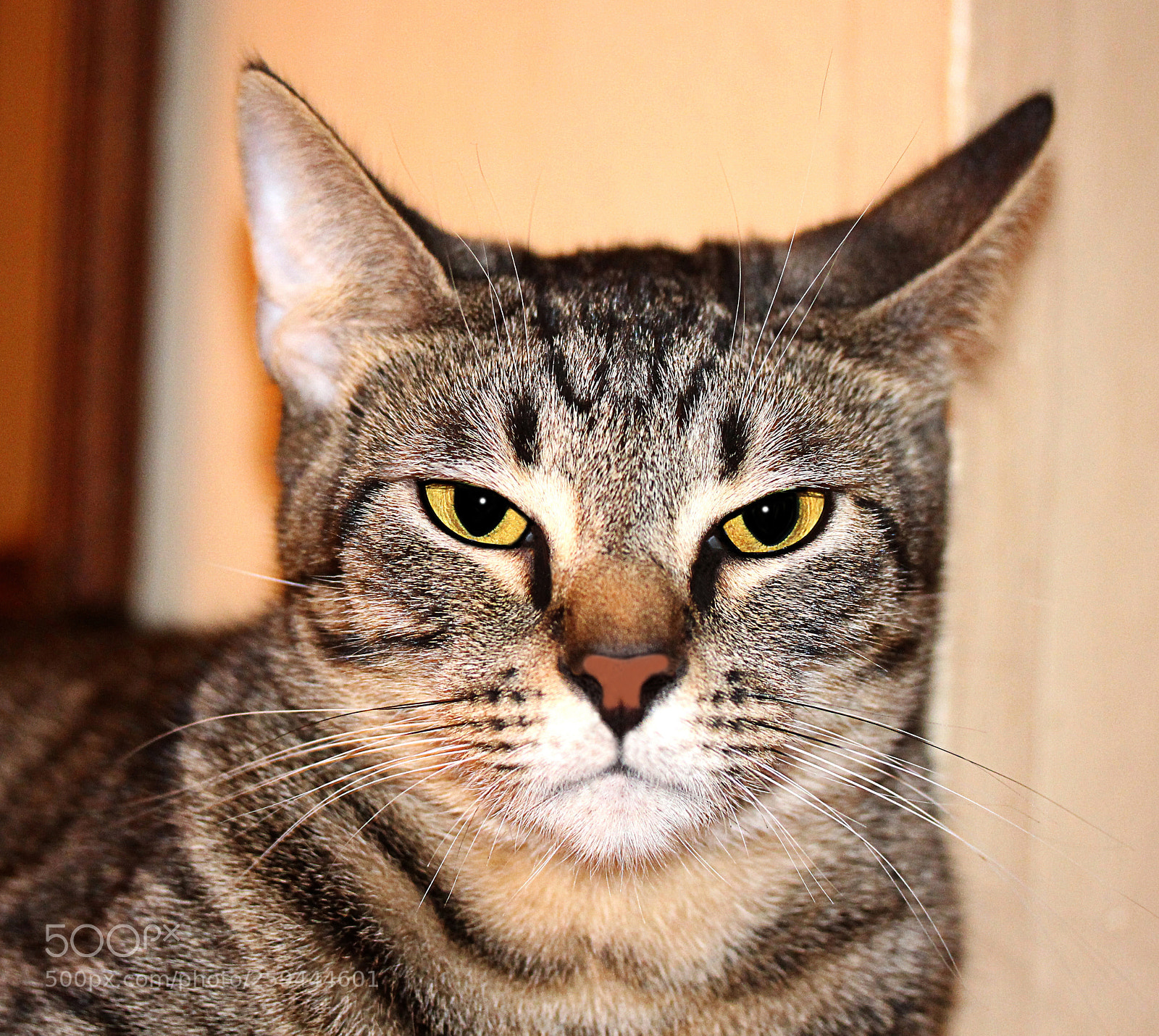 Canon EOS 650D (EOS Rebel T4i / EOS Kiss X6i) sample photo. Tigger 35 photography