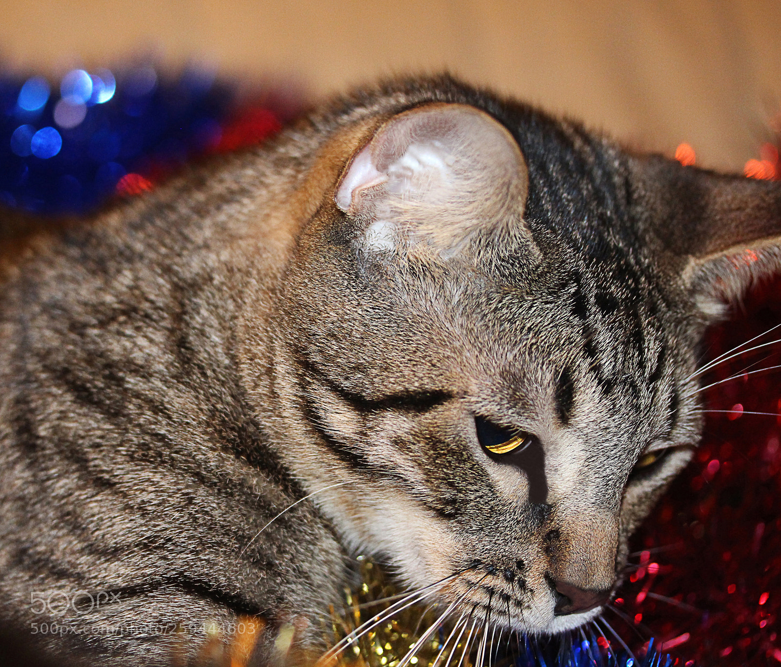 Canon EOS 650D (EOS Rebel T4i / EOS Kiss X6i) sample photo. Tigger 36 photography