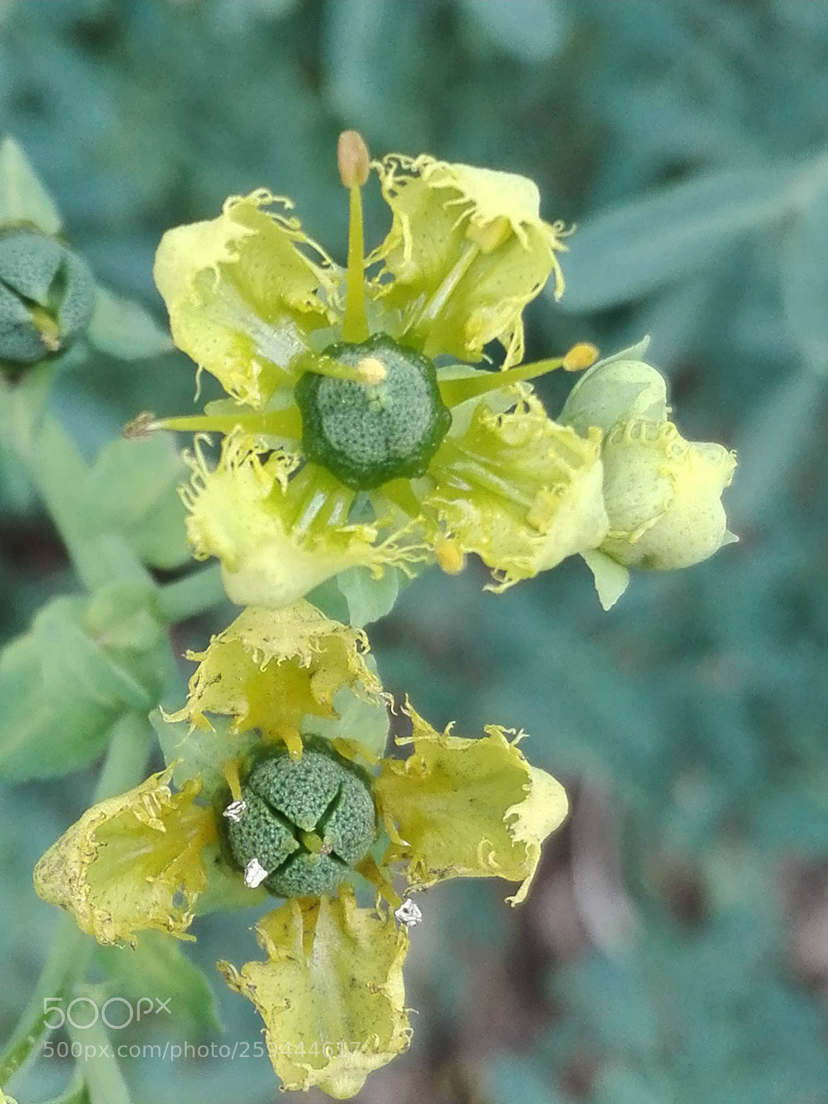 HUAWEI P8 Lite sample photo. Fiore di ruta photography