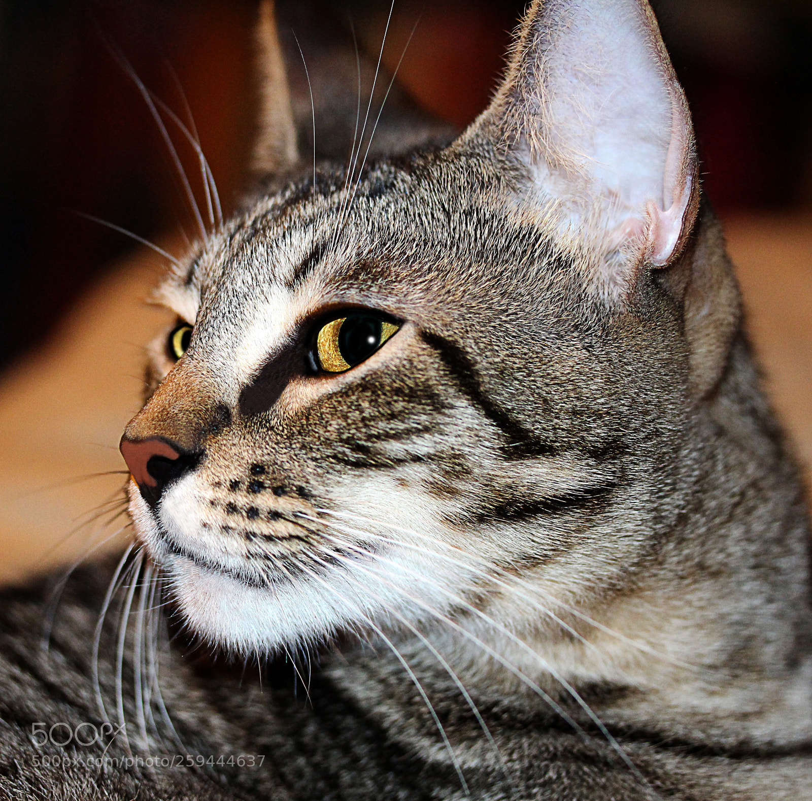 Canon EOS 650D (EOS Rebel T4i / EOS Kiss X6i) sample photo. Tigger 37 photography