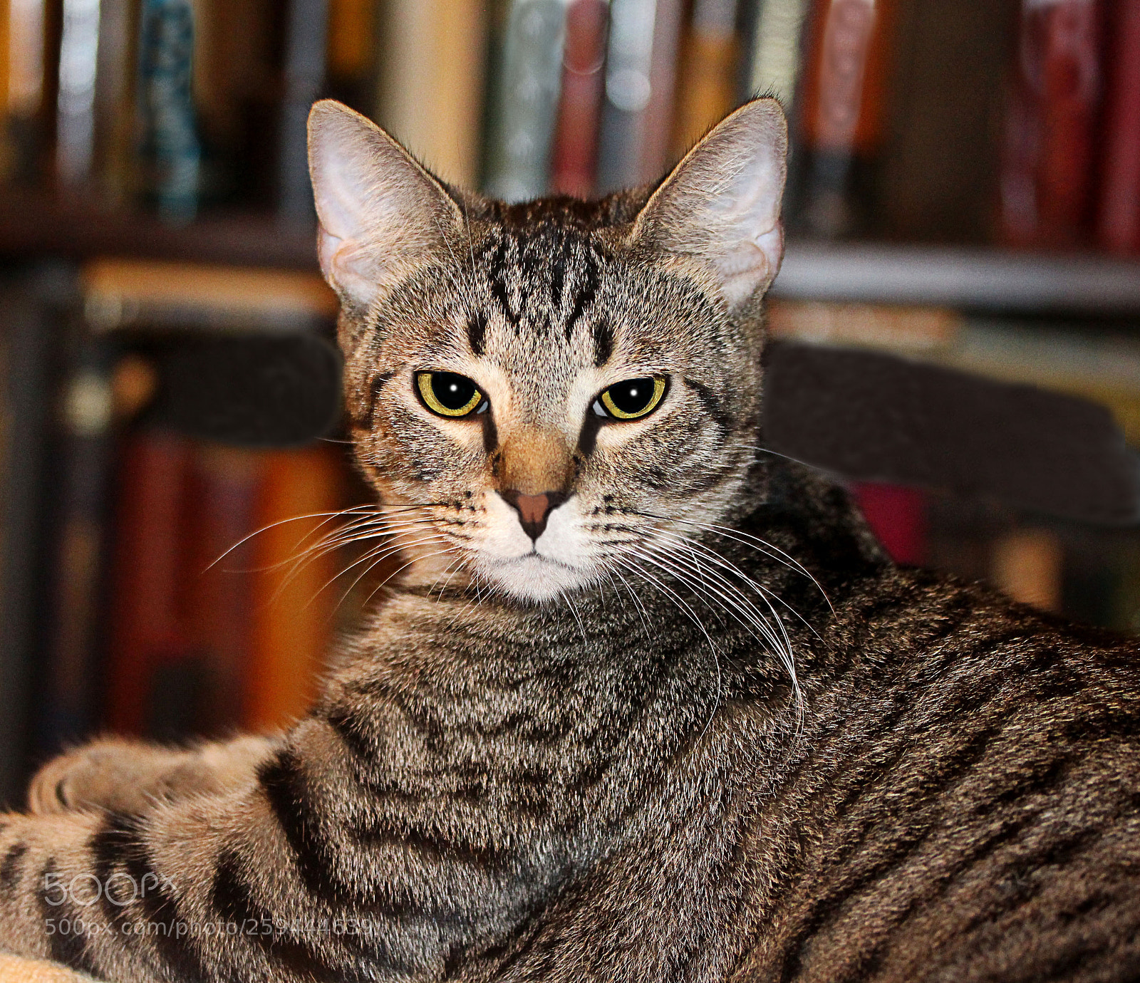 Canon EOS 650D (EOS Rebel T4i / EOS Kiss X6i) sample photo. Tigger 38 photography