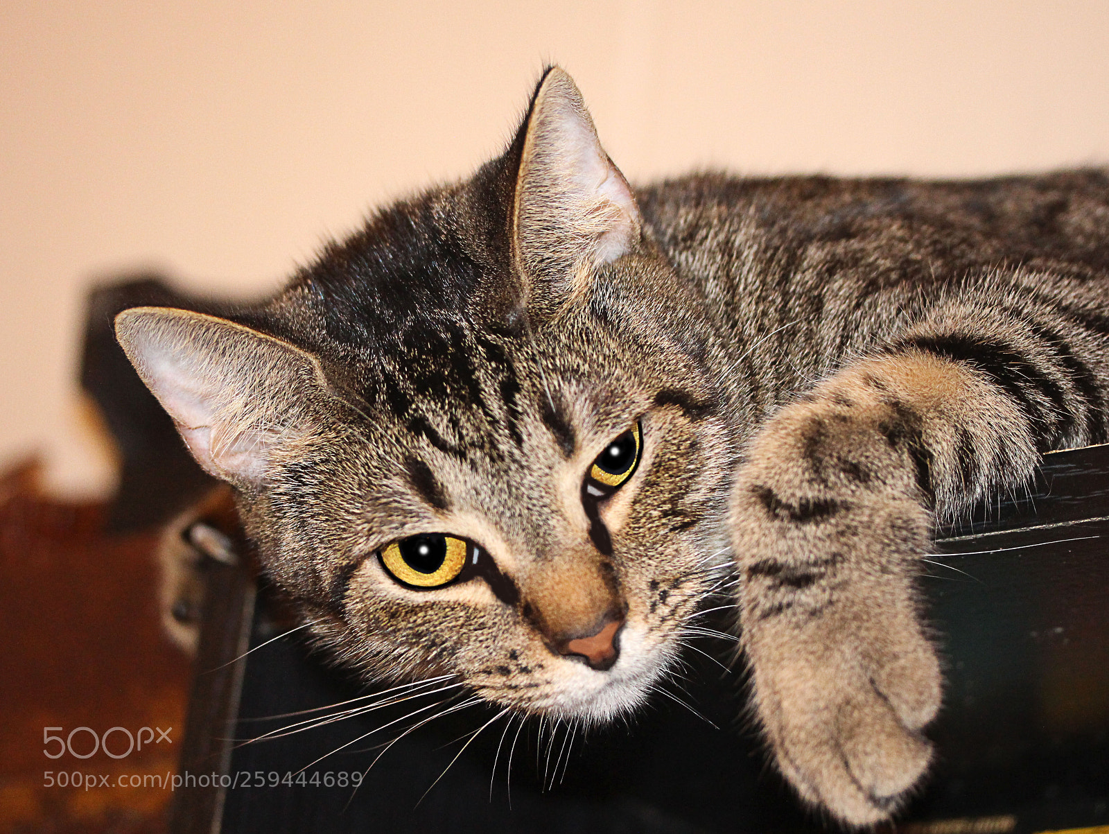 Canon EOS 650D (EOS Rebel T4i / EOS Kiss X6i) sample photo. Tigger 40 photography