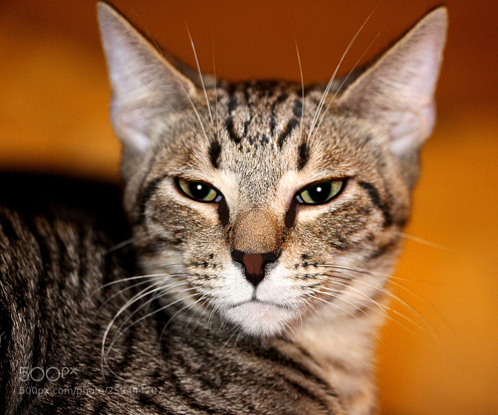 Canon EOS 650D (EOS Rebel T4i / EOS Kiss X6i) sample photo. Tigger 41 photography