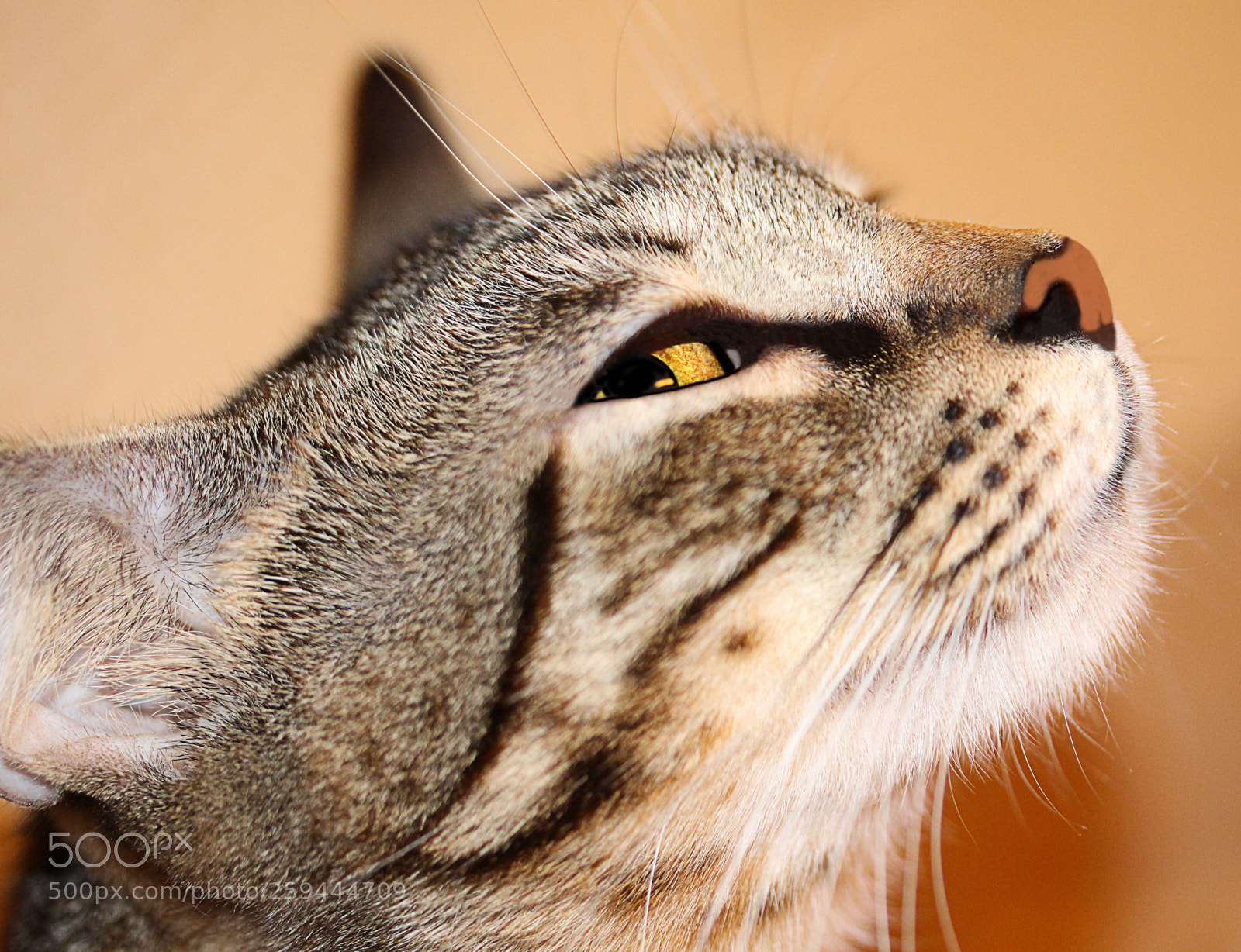 Canon EOS 650D (EOS Rebel T4i / EOS Kiss X6i) sample photo. Tigger 42 photography