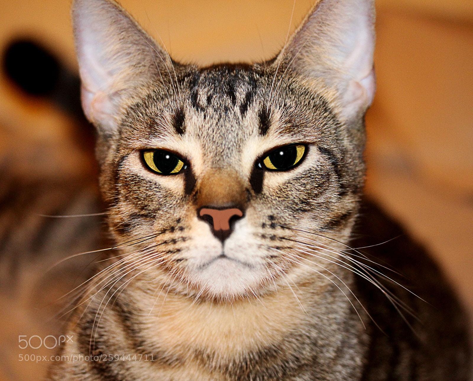 Canon EOS 650D (EOS Rebel T4i / EOS Kiss X6i) sample photo. Tigger 43 photography