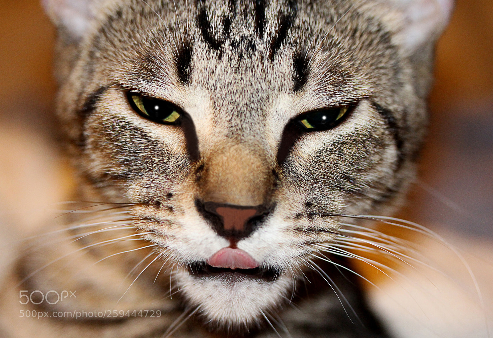 Canon EOS 650D (EOS Rebel T4i / EOS Kiss X6i) sample photo. Tigger 47 photography