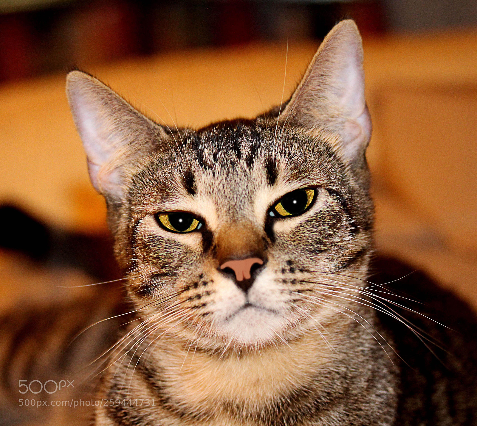 Canon EOS 650D (EOS Rebel T4i / EOS Kiss X6i) sample photo. Tigger 44 photography