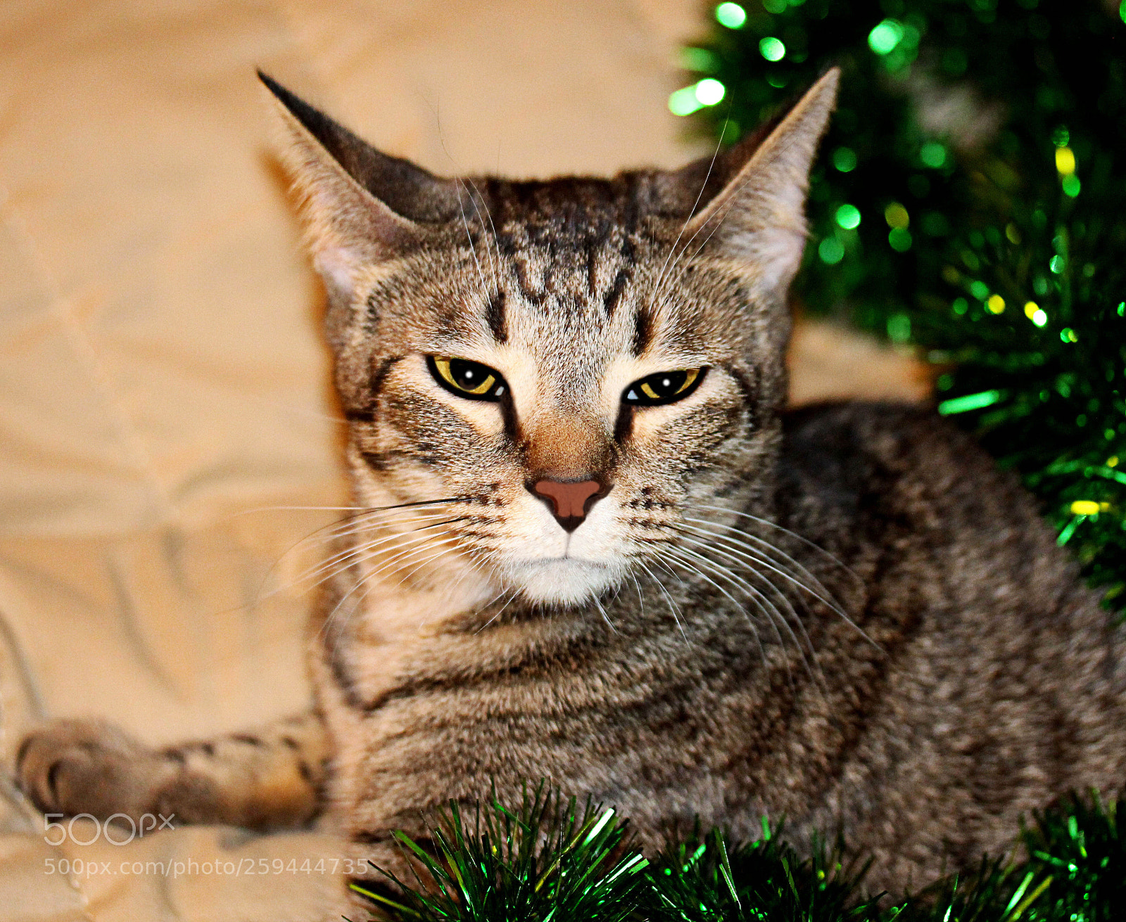 Canon EOS 650D (EOS Rebel T4i / EOS Kiss X6i) sample photo. Tigger 47 photography