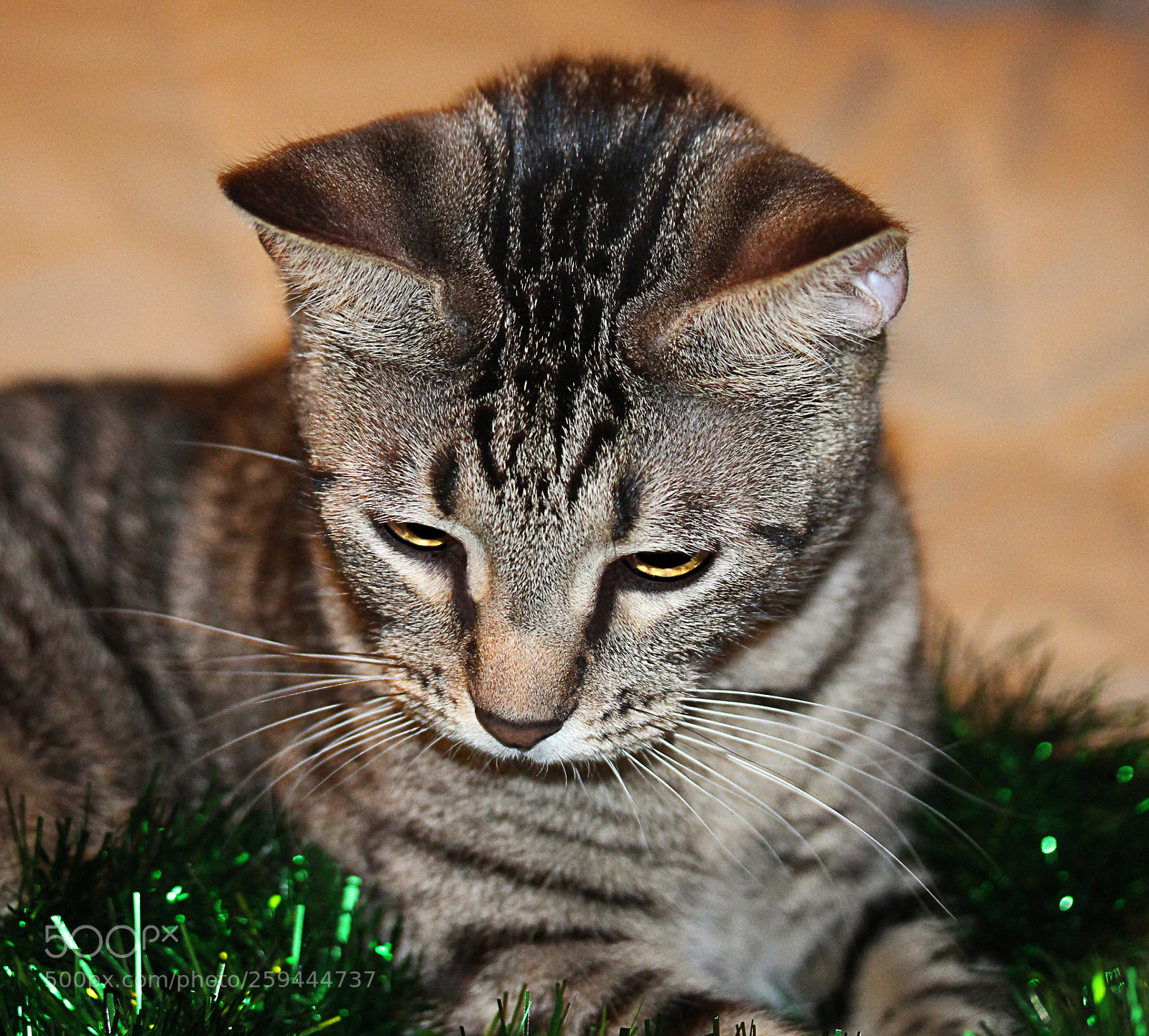 Canon EOS 650D (EOS Rebel T4i / EOS Kiss X6i) sample photo. Tigger a photography