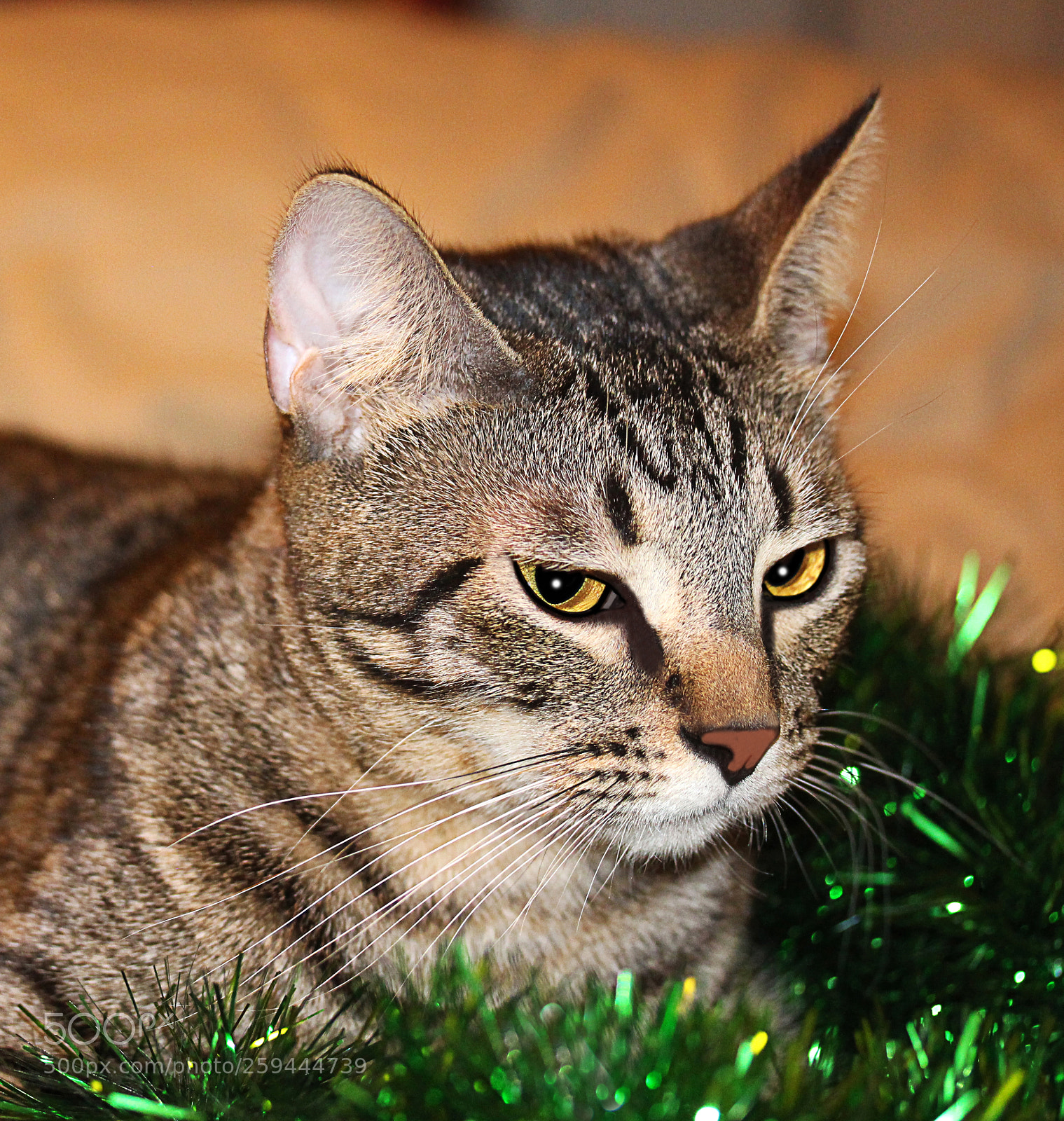 Canon EOS 650D (EOS Rebel T4i / EOS Kiss X6i) sample photo. Tigger photography