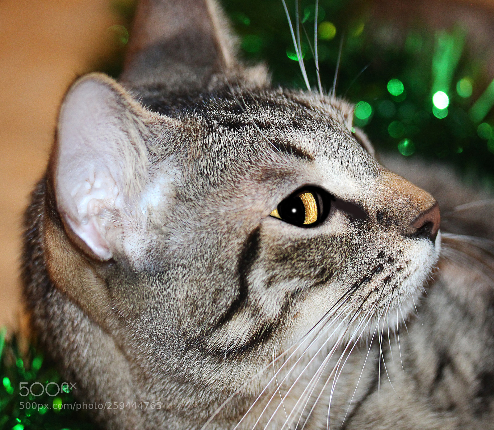 Canon EOS 650D (EOS Rebel T4i / EOS Kiss X6i) sample photo. Tigger a photography