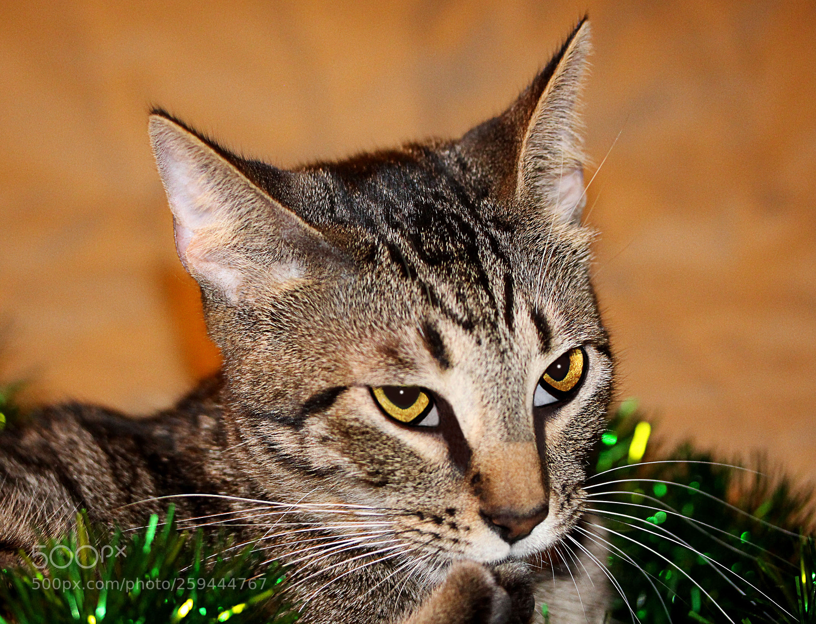 Canon EOS 650D (EOS Rebel T4i / EOS Kiss X6i) sample photo. Tigger () photography