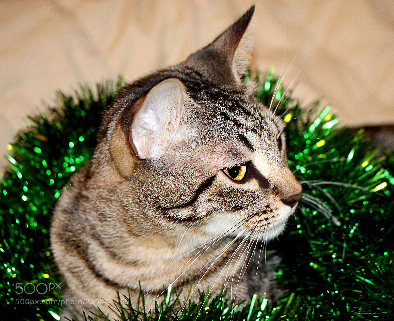 Canon EOS 650D (EOS Rebel T4i / EOS Kiss X6i) sample photo. Tigger () photography