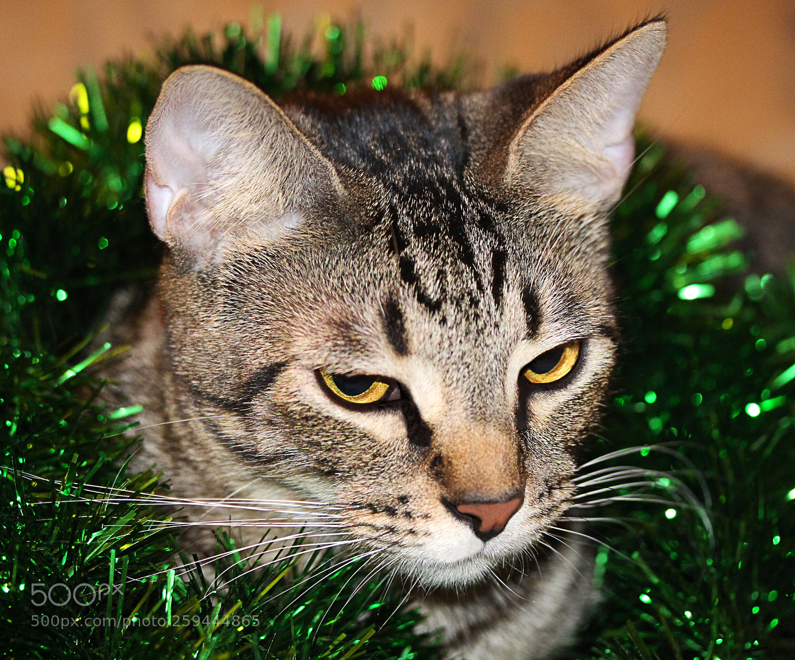 Canon EOS 650D (EOS Rebel T4i / EOS Kiss X6i) sample photo. Tigger () photography
