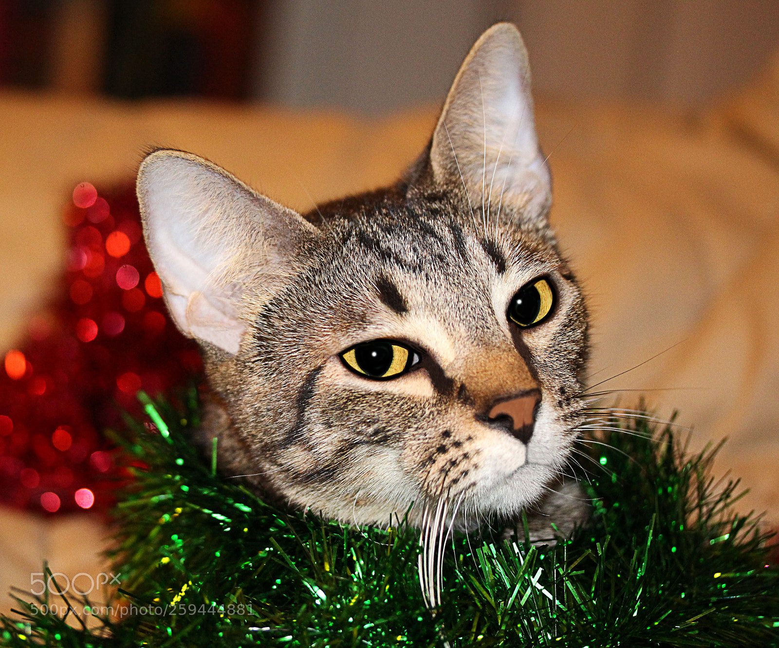 Canon EOS 650D (EOS Rebel T4i / EOS Kiss X6i) sample photo. Tigger () photography