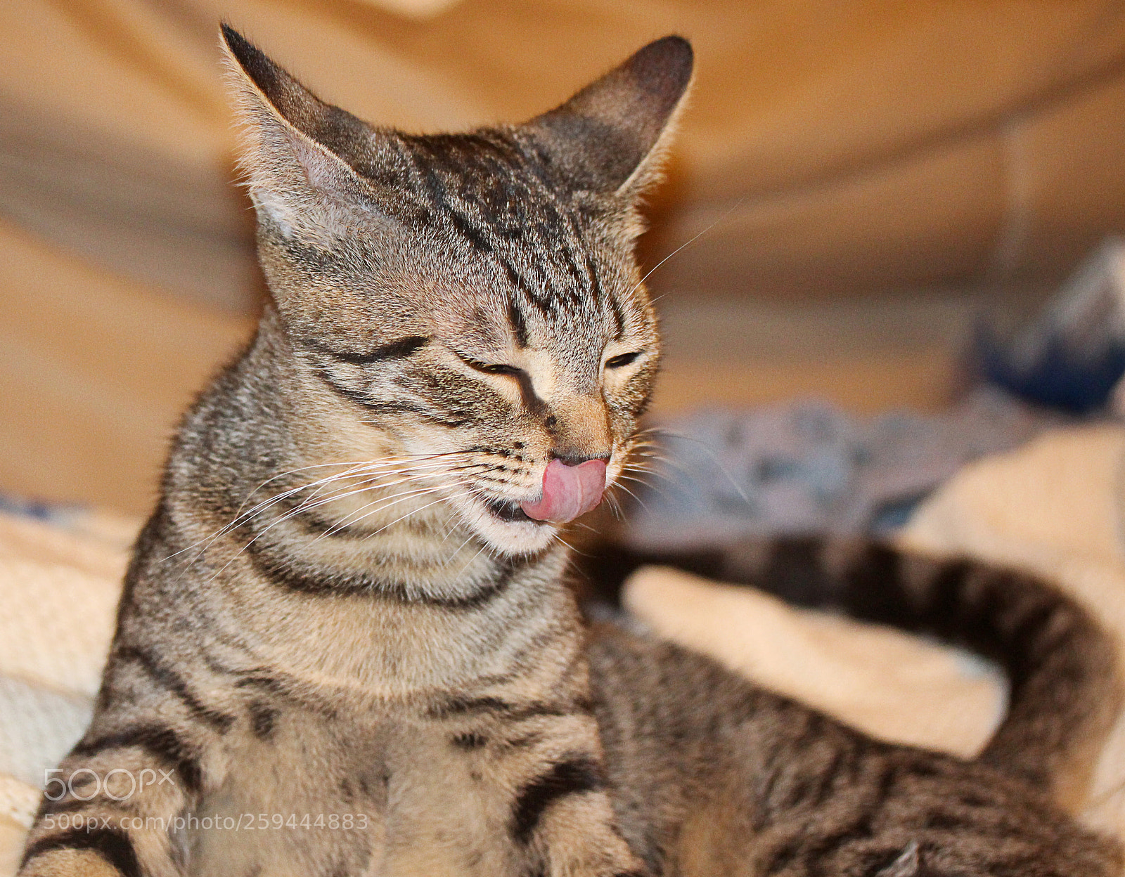 Canon EOS 650D (EOS Rebel T4i / EOS Kiss X6i) sample photo. Tigger () photography