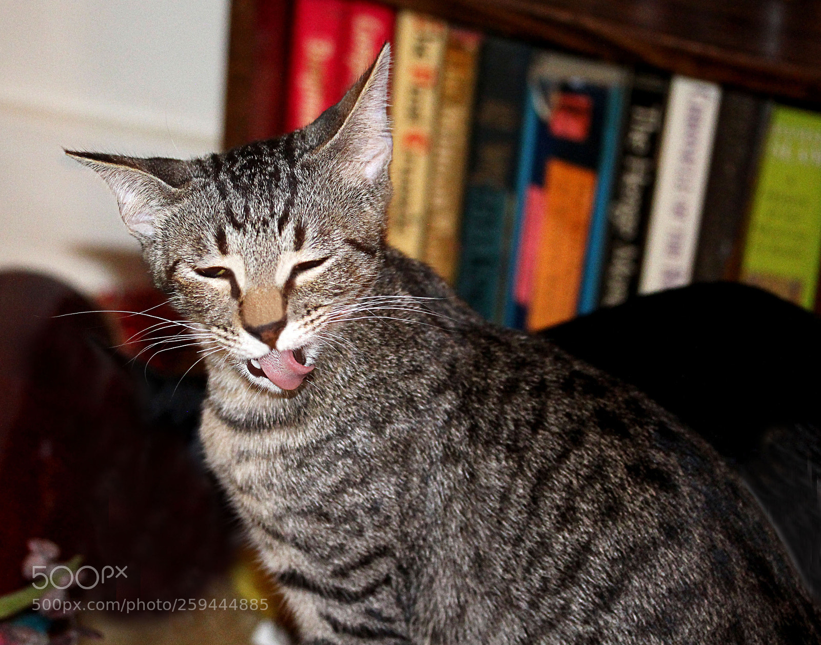 Canon EOS 650D (EOS Rebel T4i / EOS Kiss X6i) sample photo. Tigger a photography