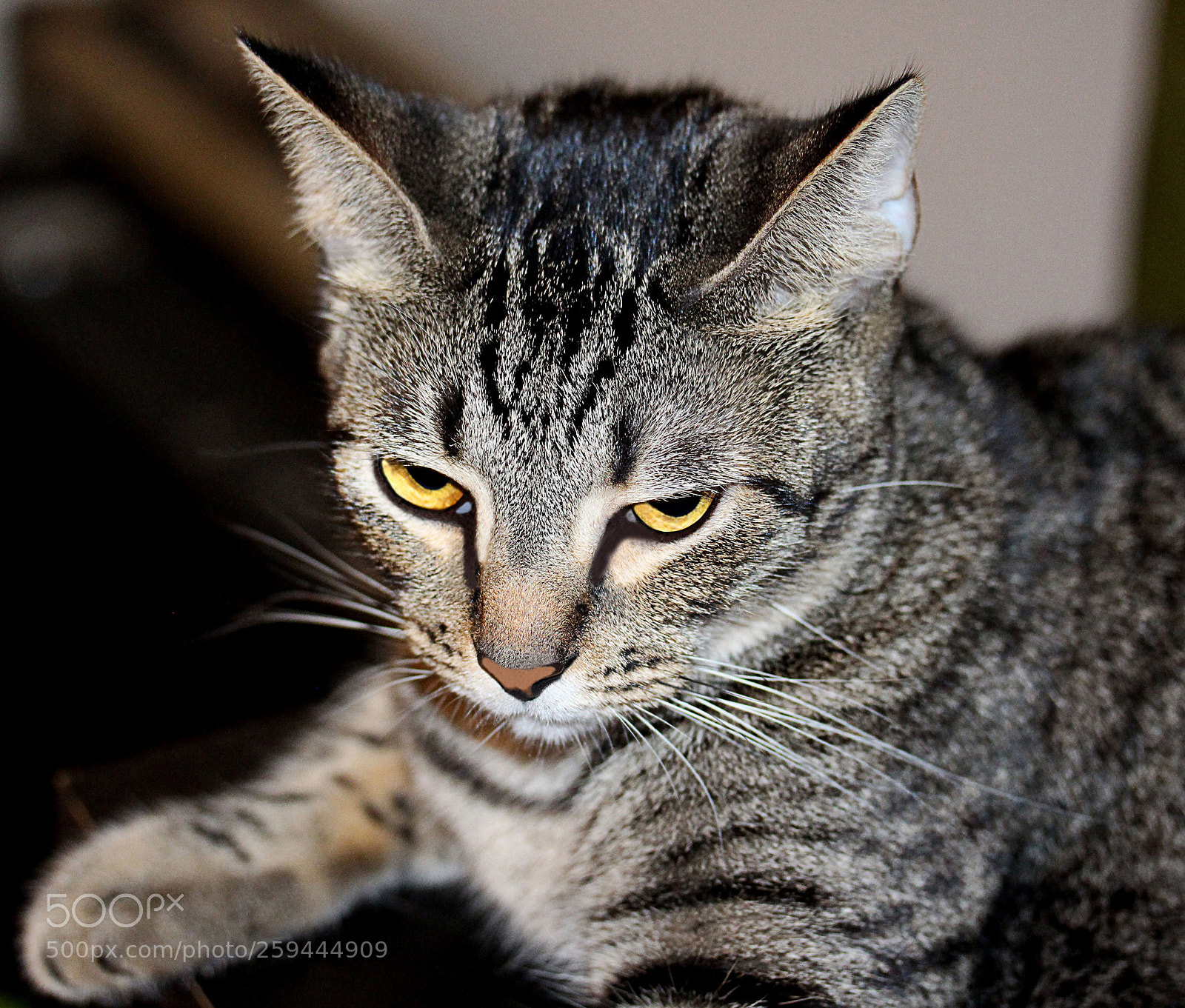 Canon EOS 650D (EOS Rebel T4i / EOS Kiss X6i) sample photo. Tigger photography